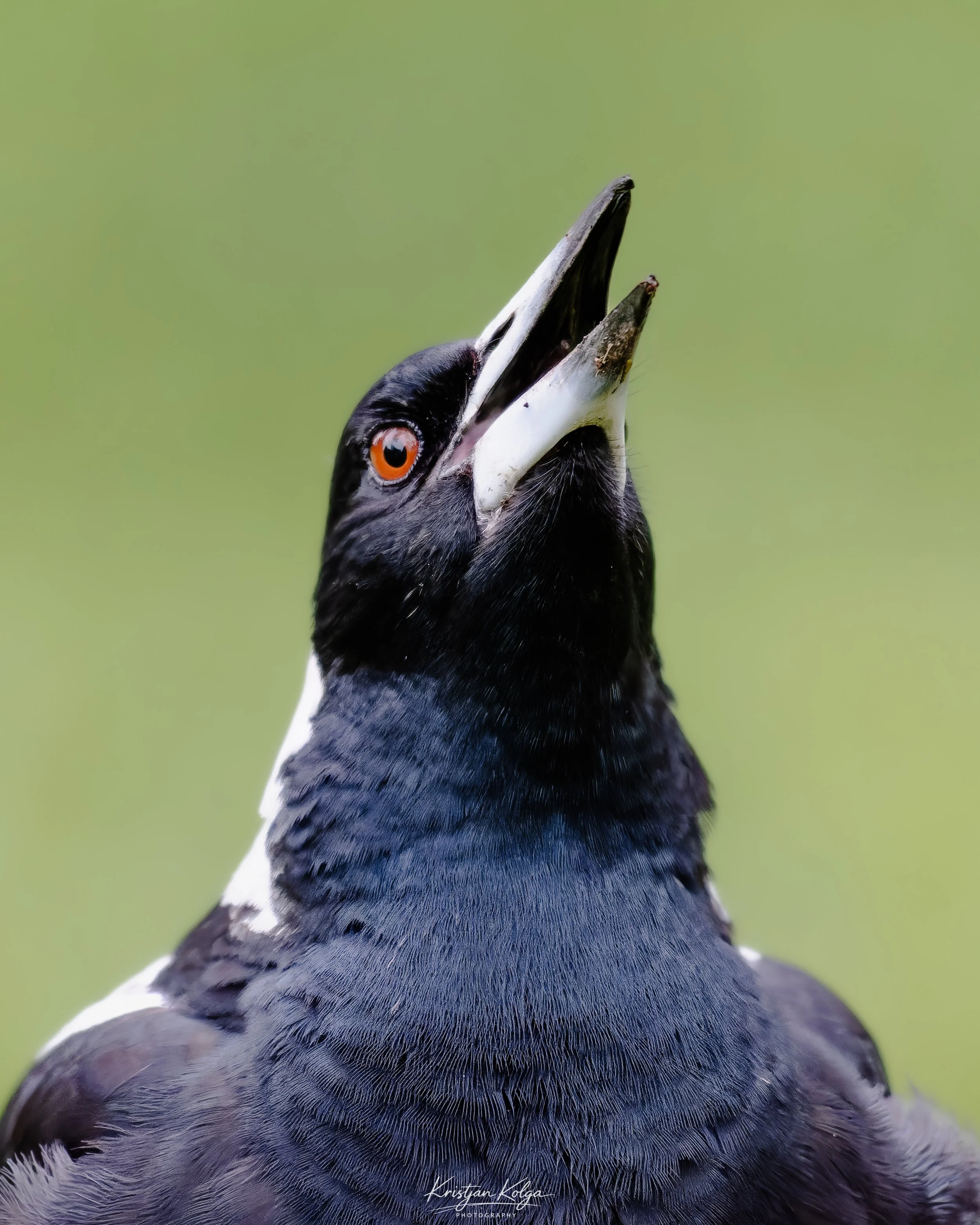 DSC_0516-DxO_DeepPRIME XD3.jpg