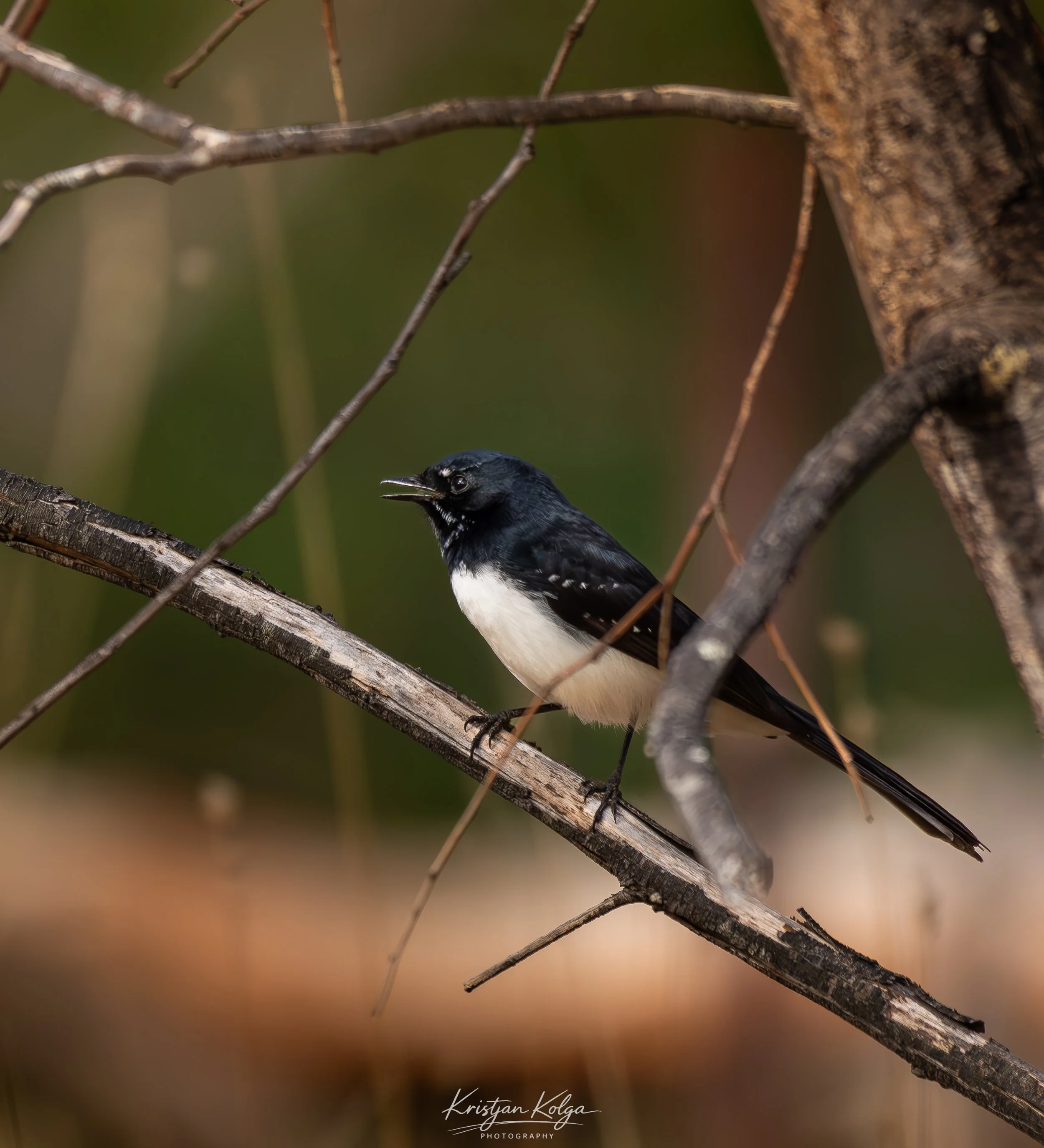 DSC_9629-Enhanced-NR.jpg