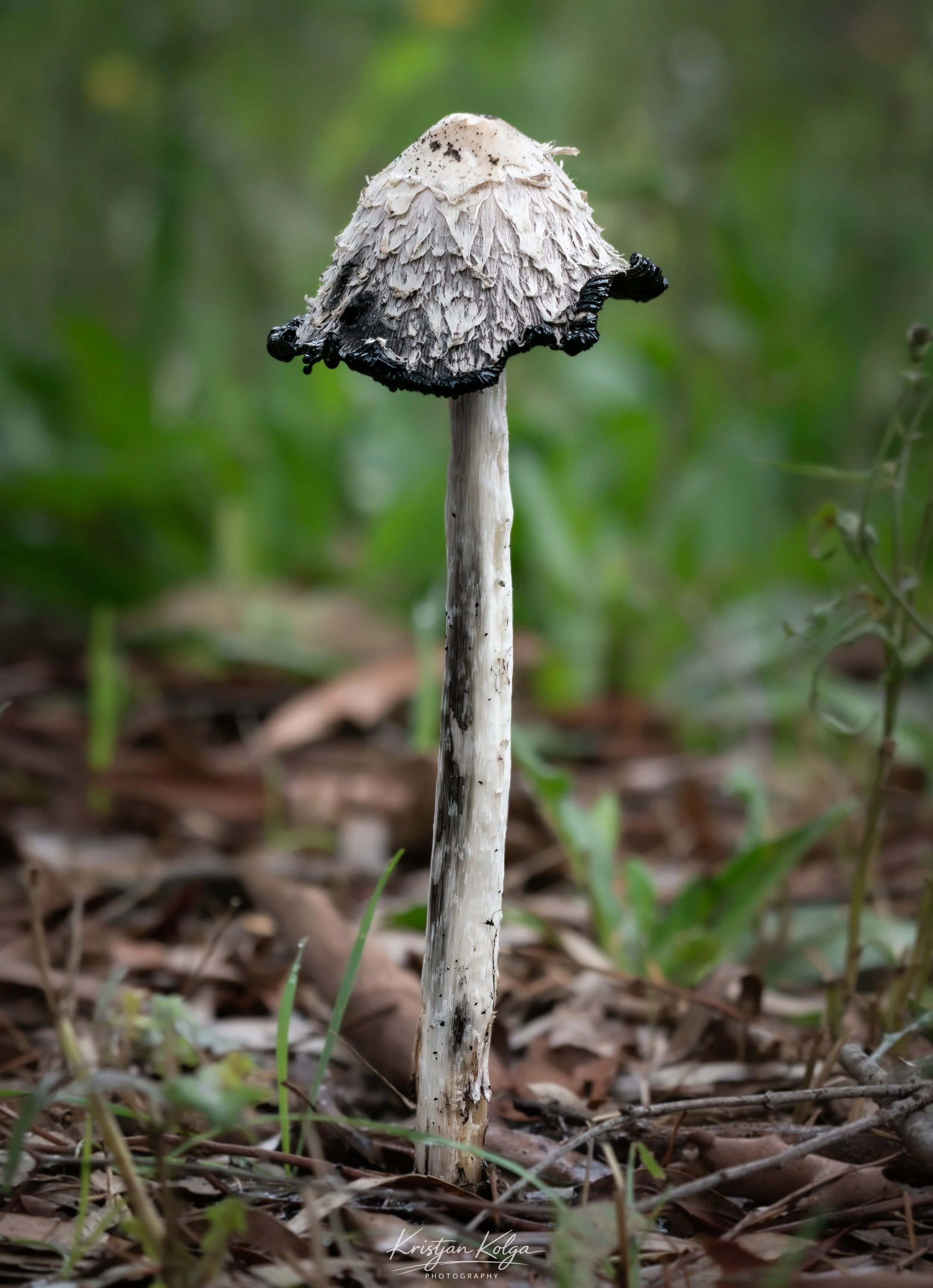 DSC_0227.jpg