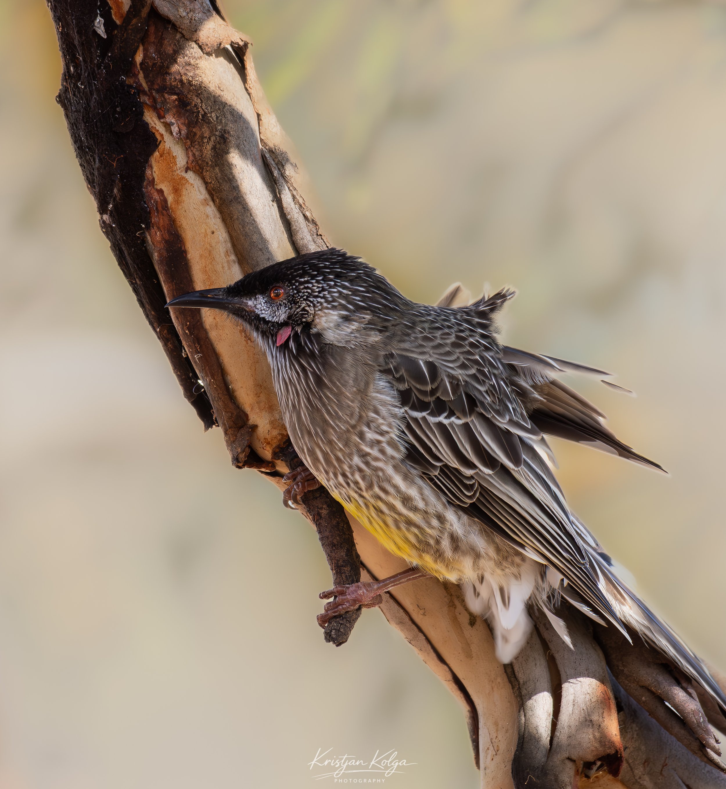 DSC_9277-Enhanced-NR.jpg