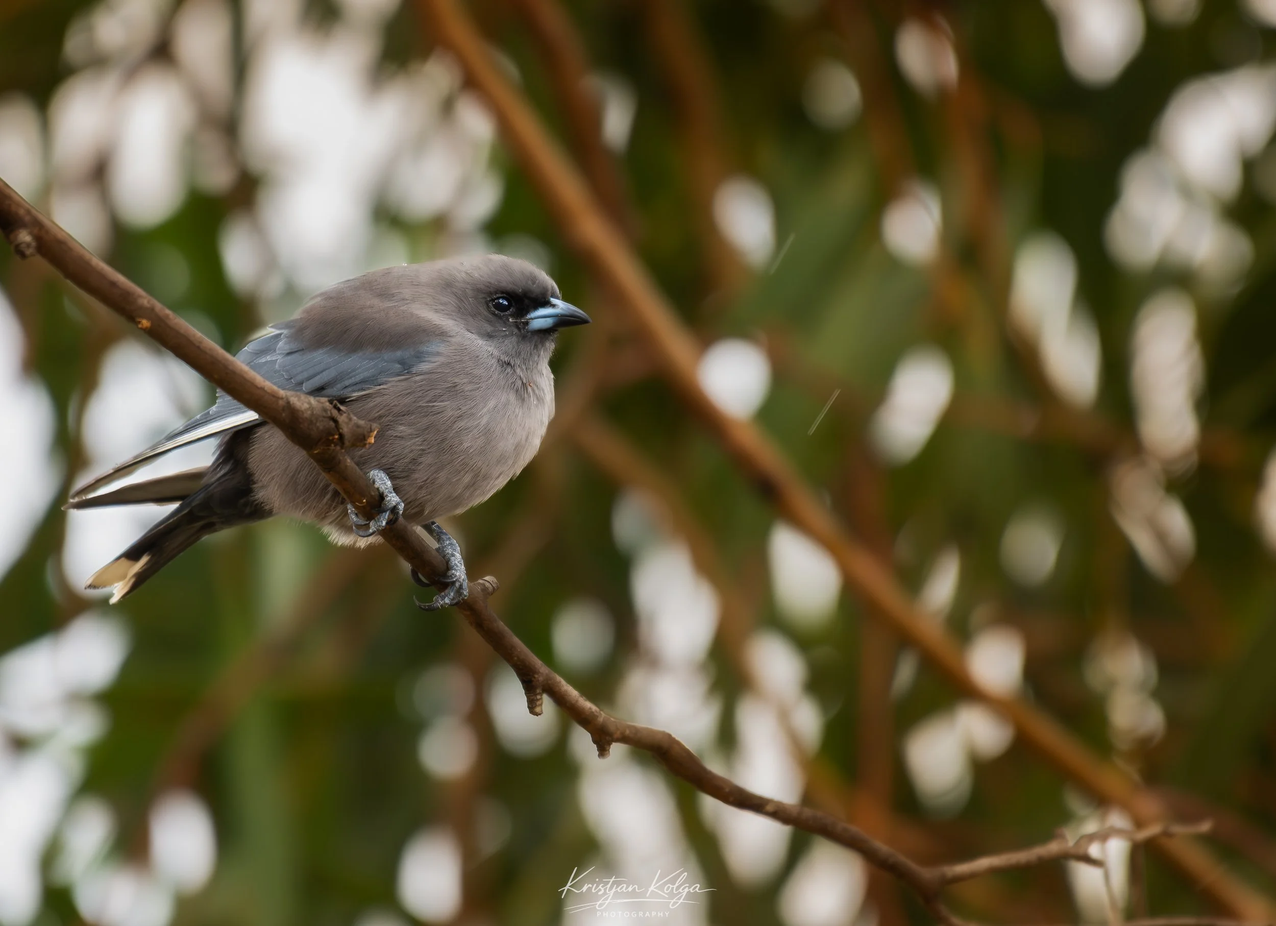 DSC_9191-Enhanced-NR.jpg