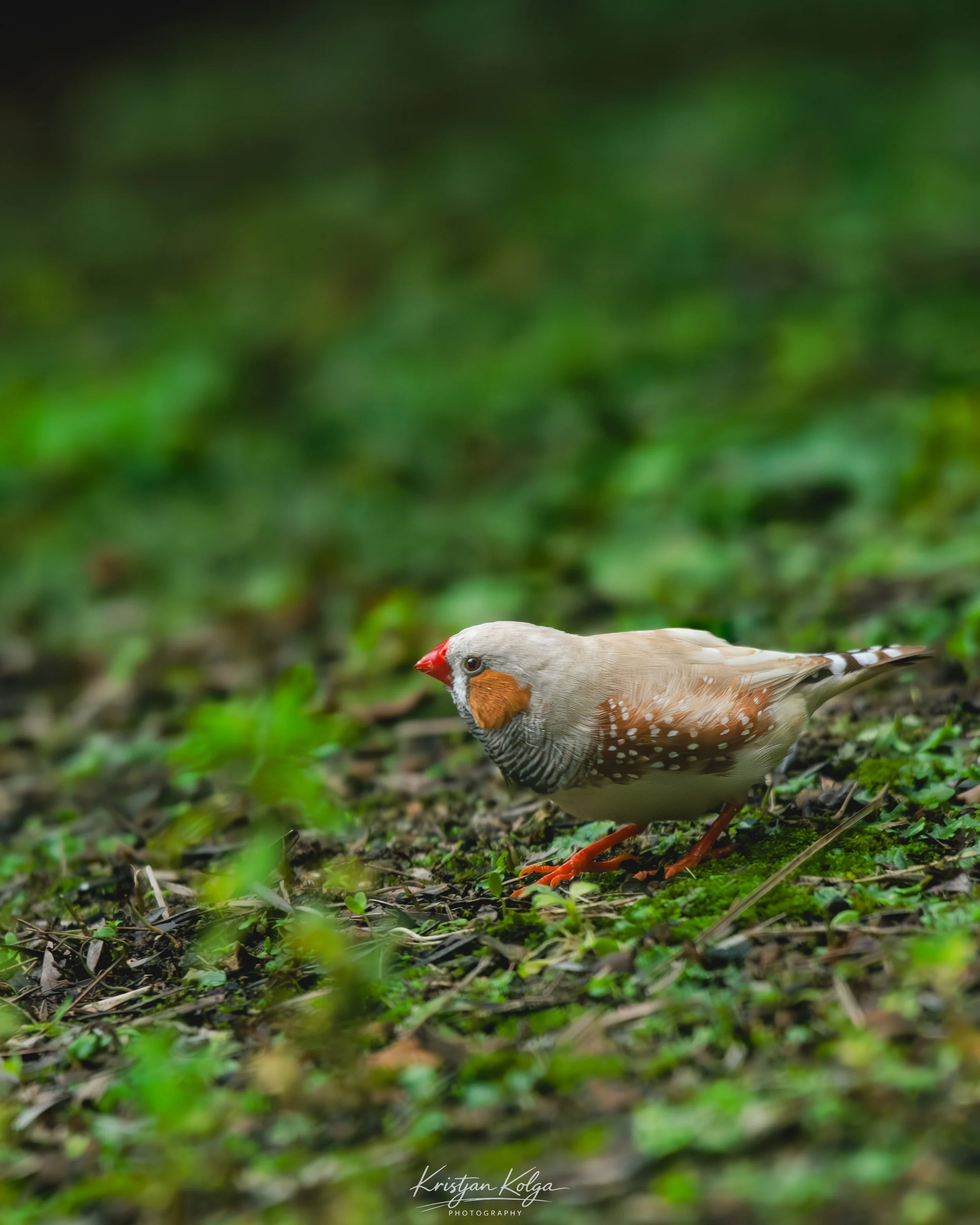 DSC_0716.jpg