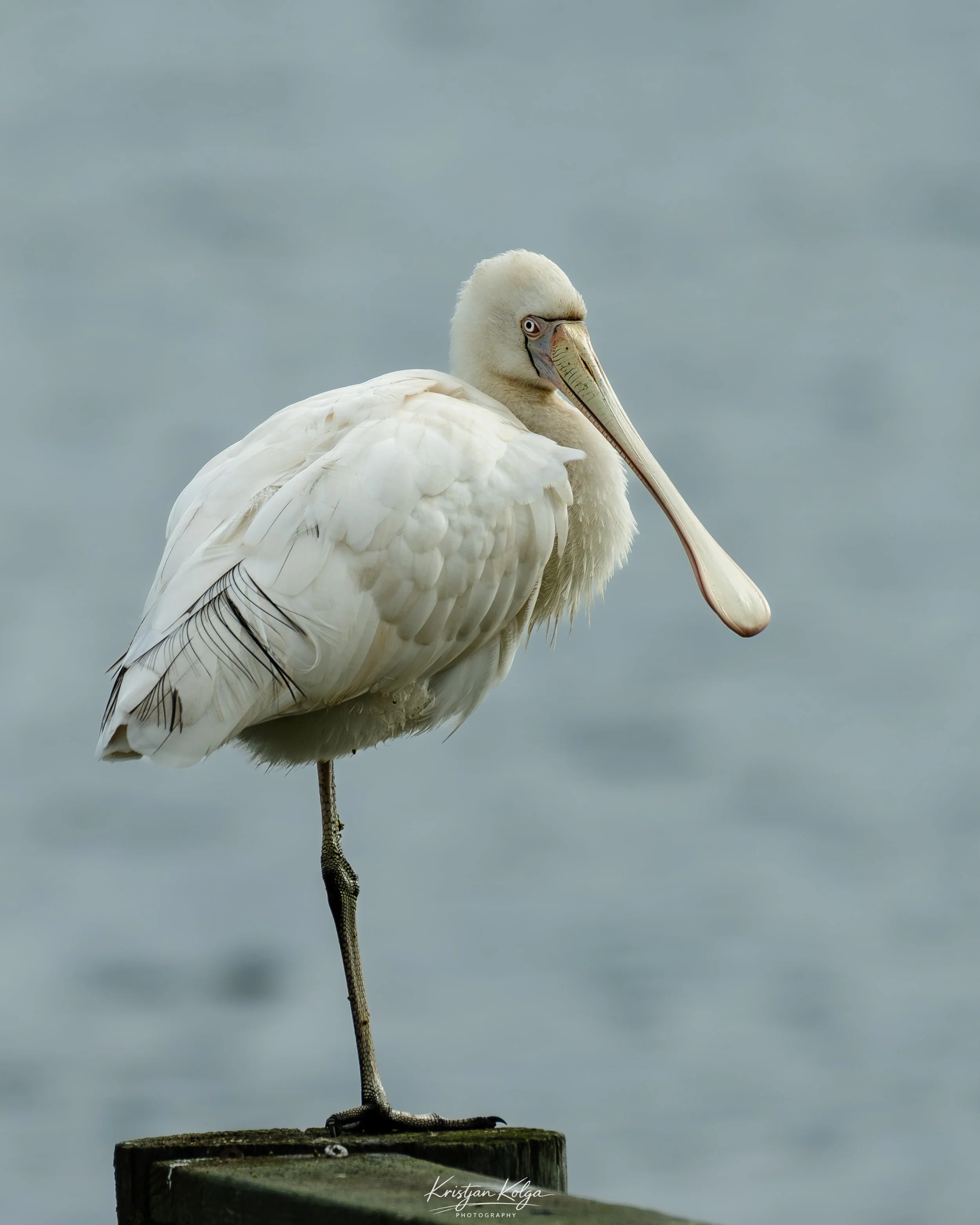 DSC_0632.jpg