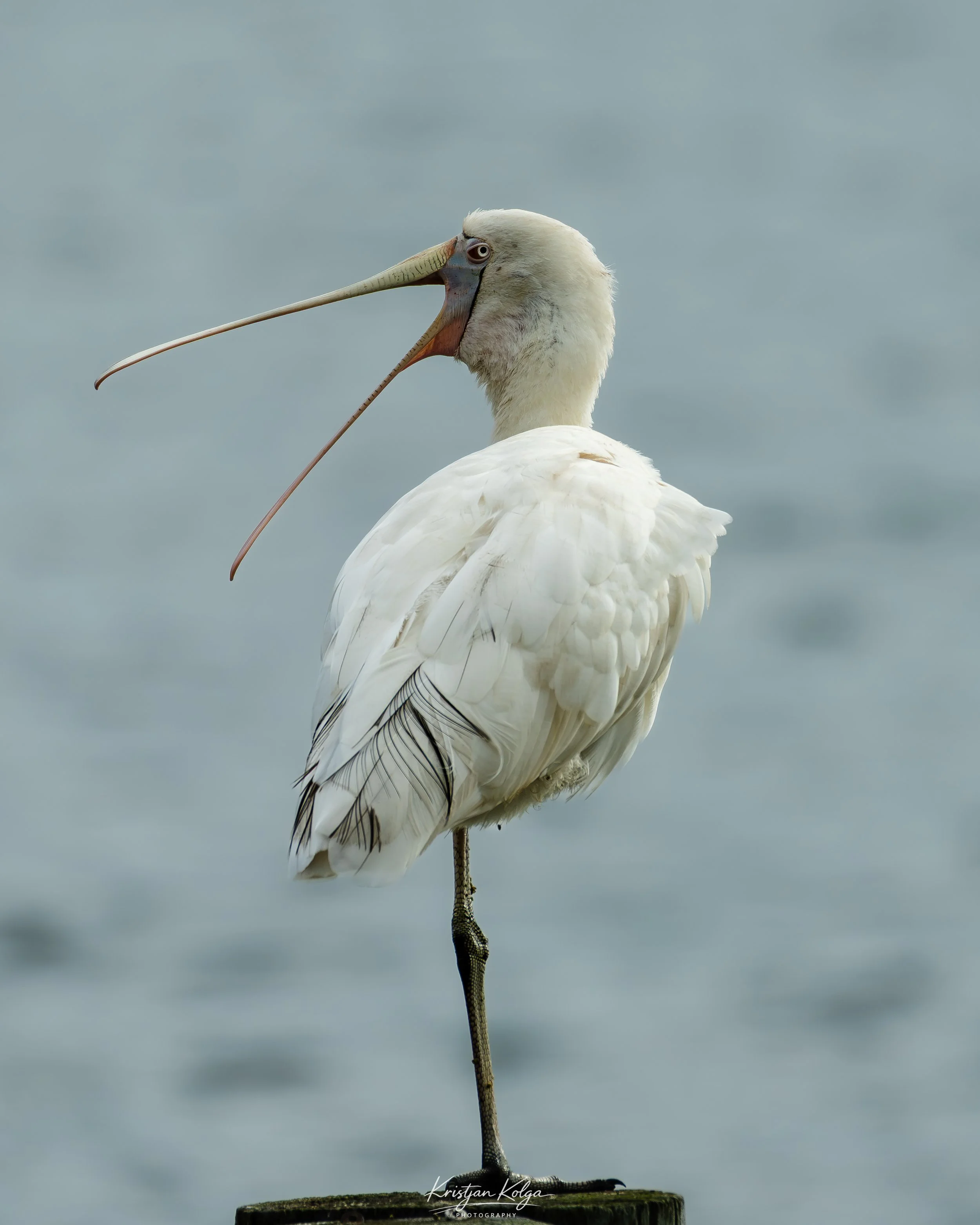 DSC_0635.jpg