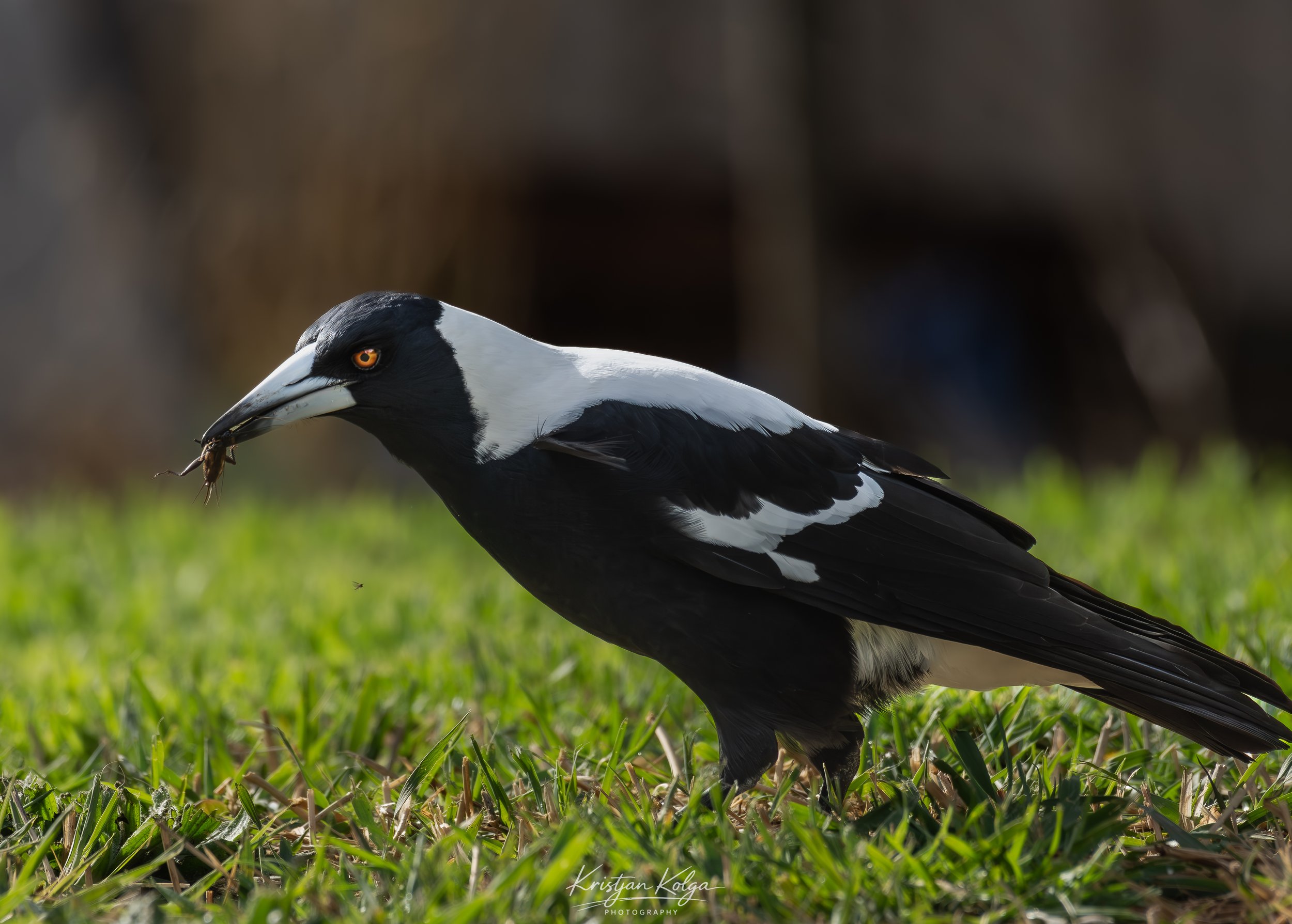 DSC_0154.jpg