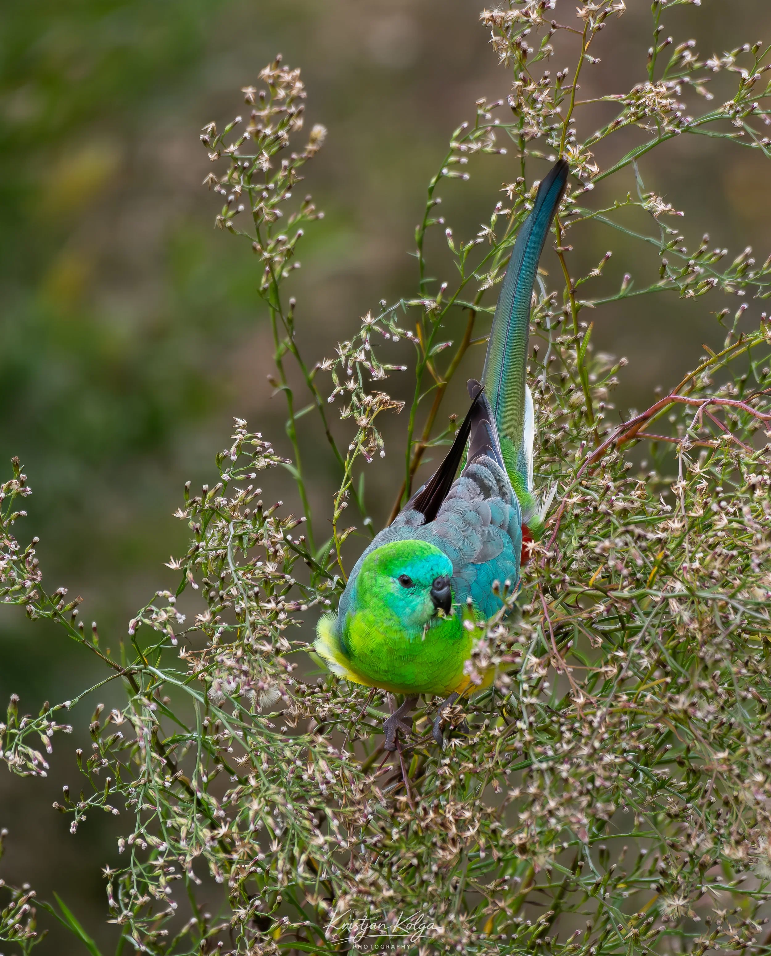 DSC_9666-Enhanced-NR.jpg