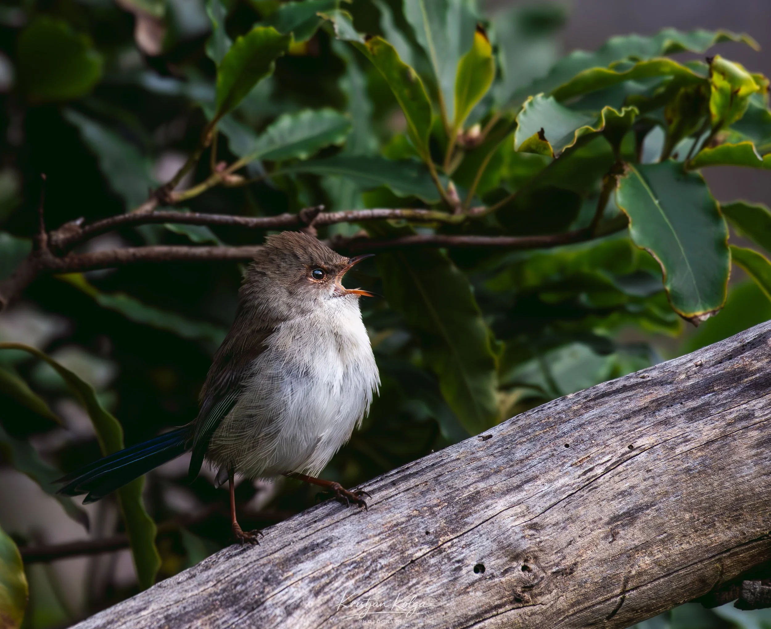 DSC_0613.jpg