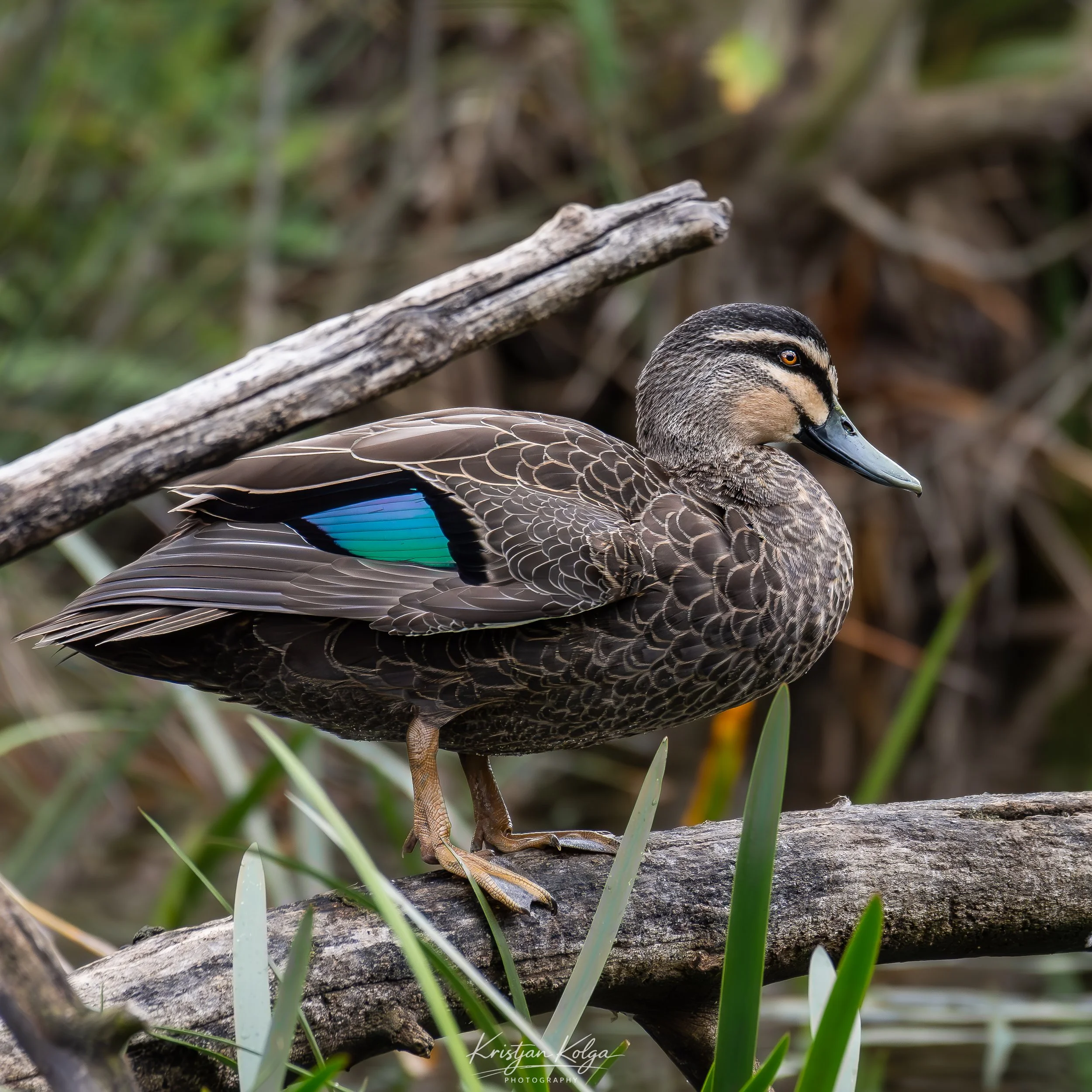 DSC_0216.jpg