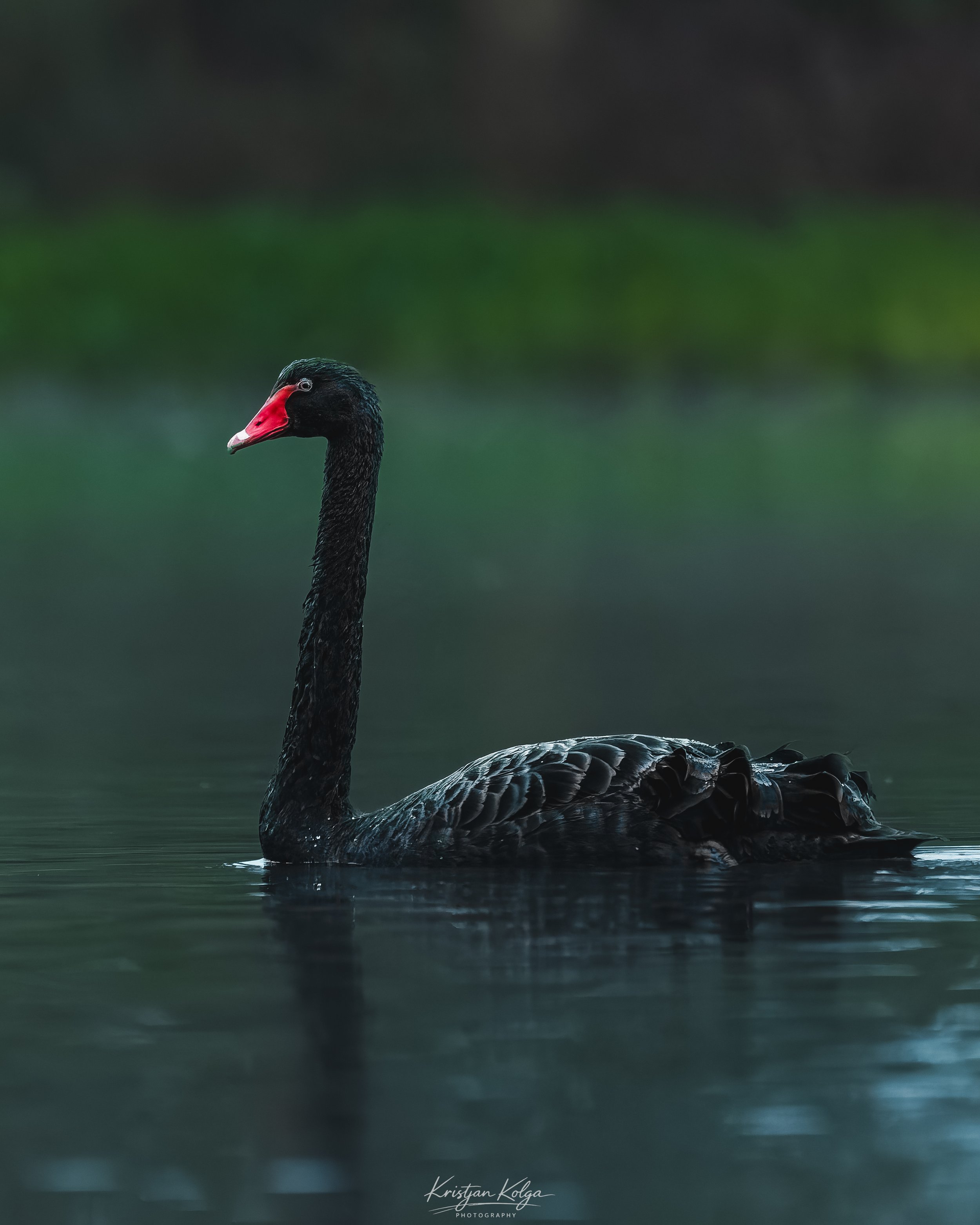 Wildlife