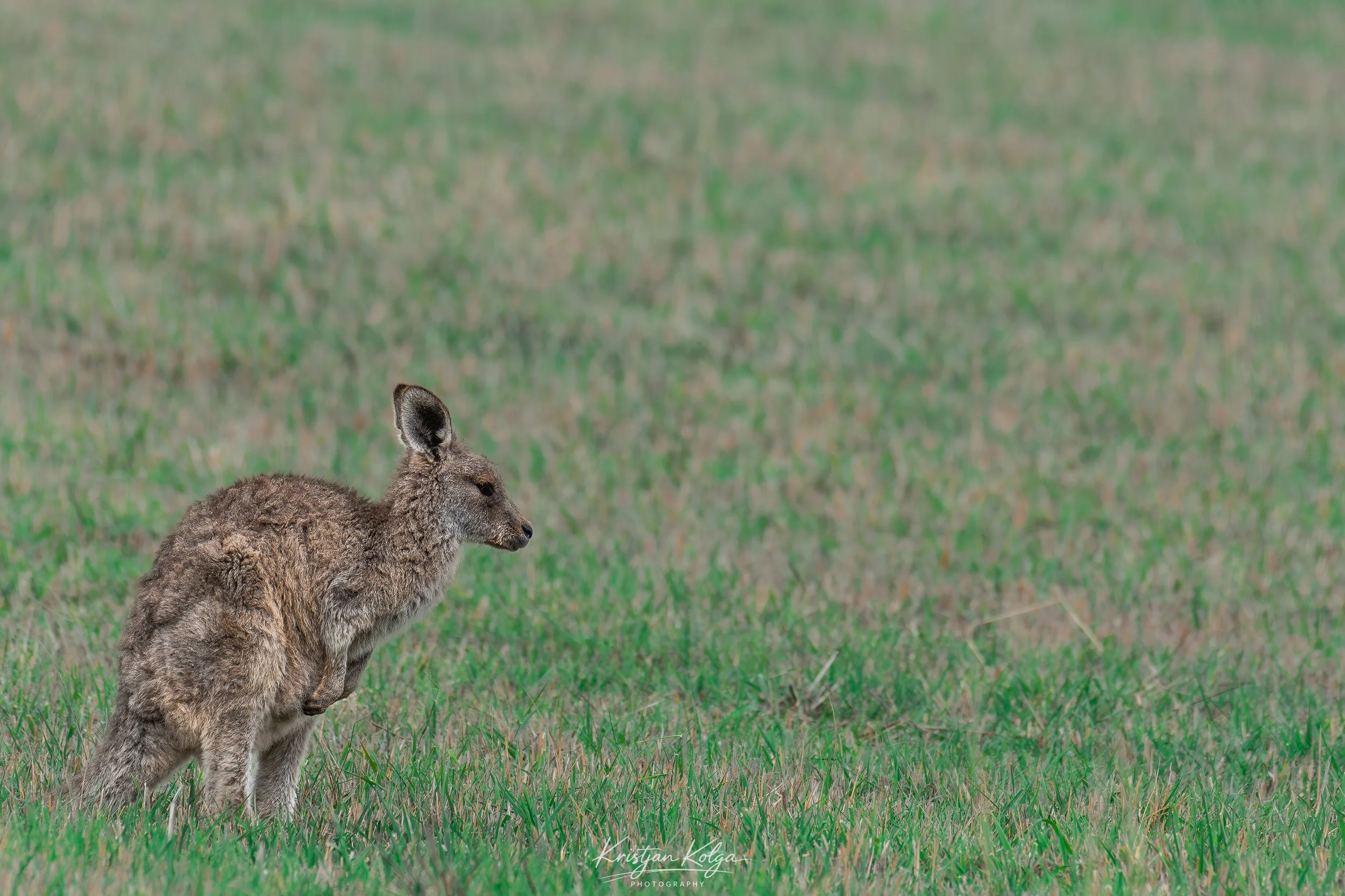 DSC_0209.jpg