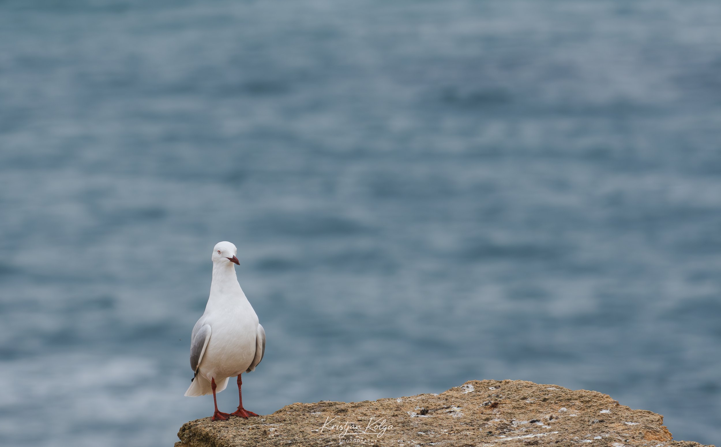 DSC_0550.jpg