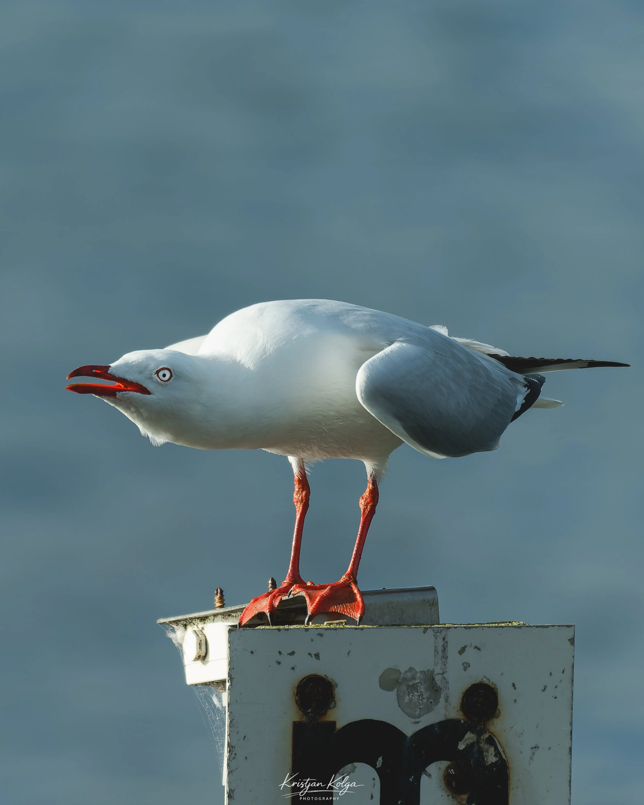 DSC_0566-DxO_DeepPRIME XD3.jpg