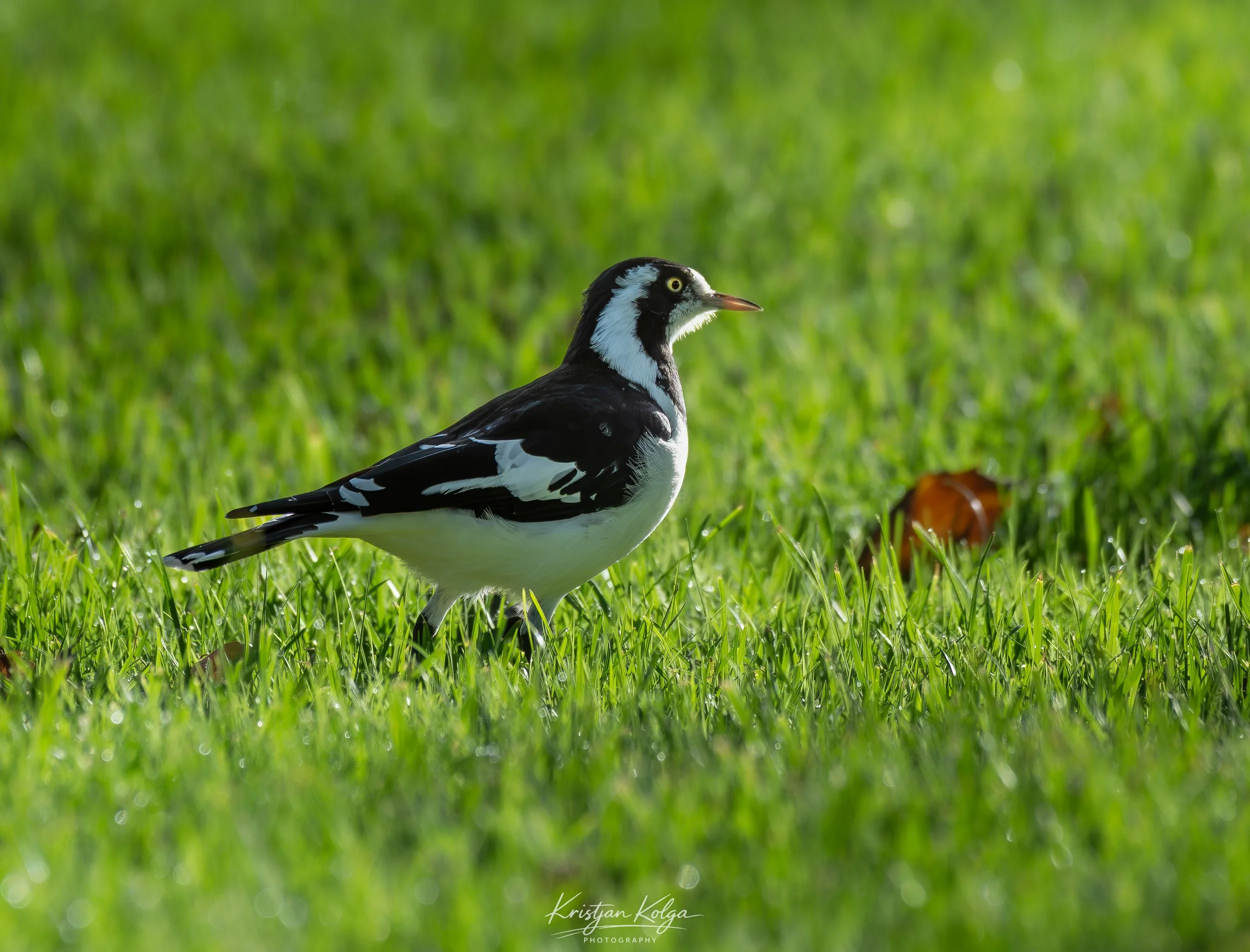 DSC_9526-Enhanced-NR.jpg