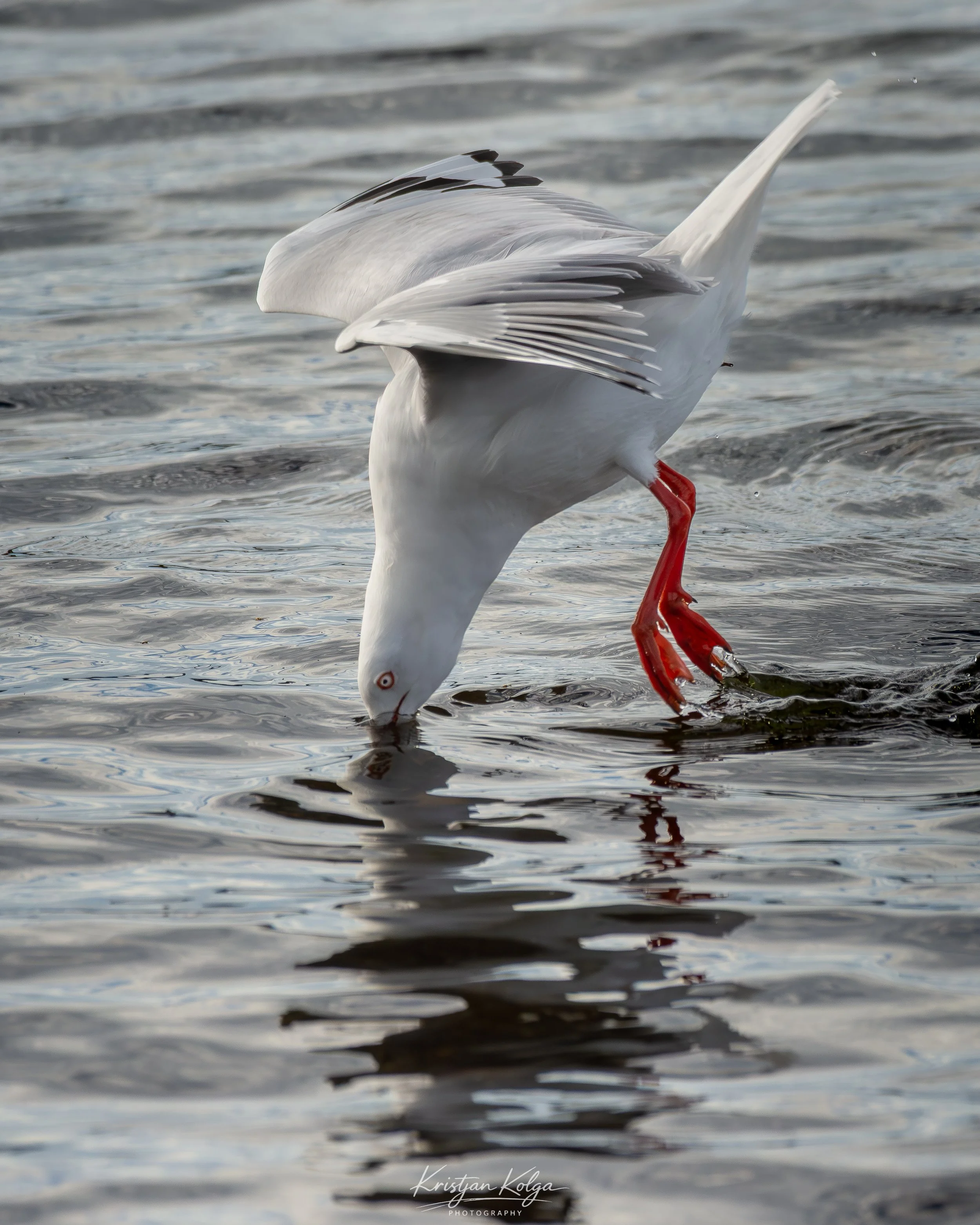 DSC_0038.jpg
