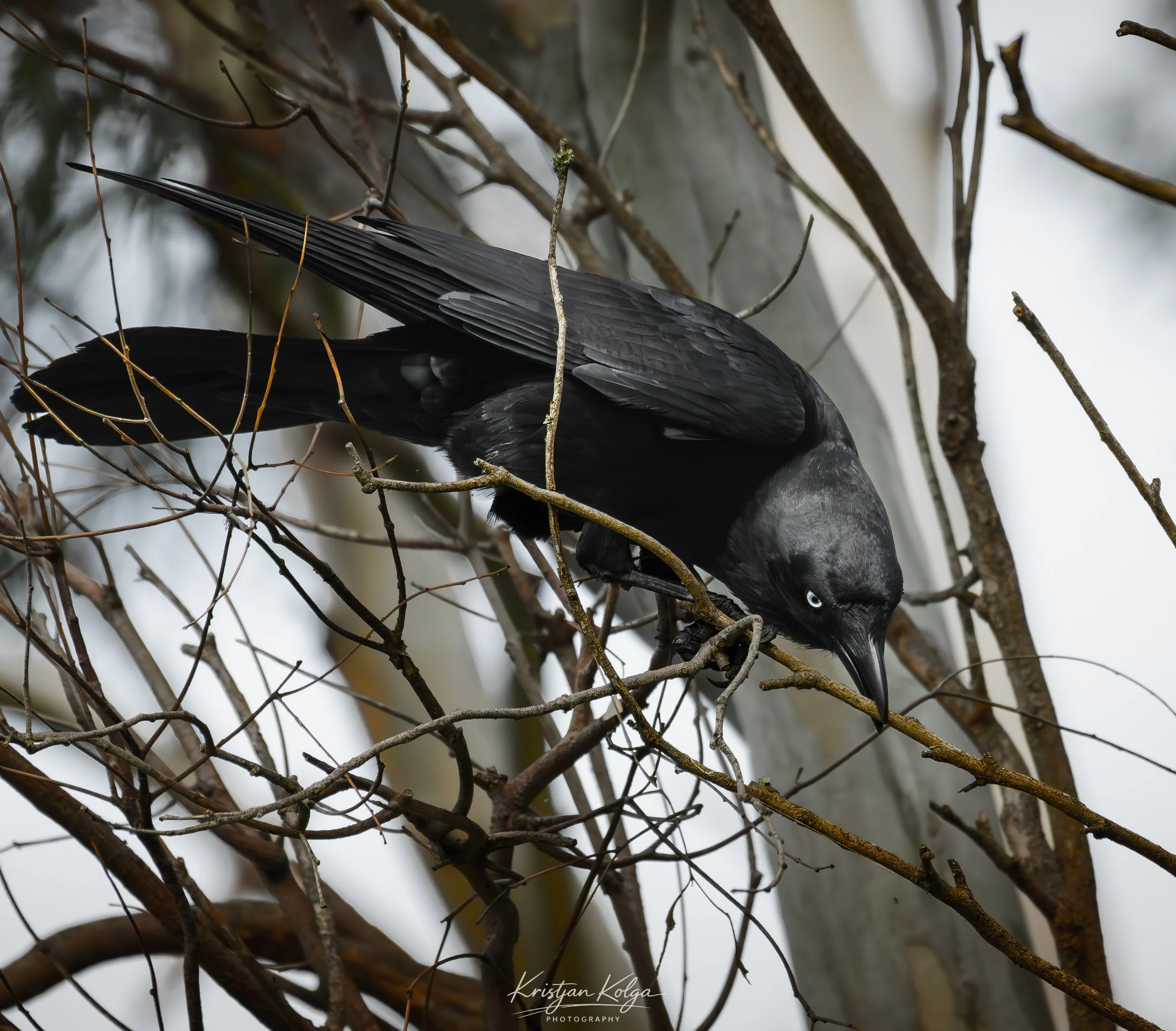 DSC_0270.jpg