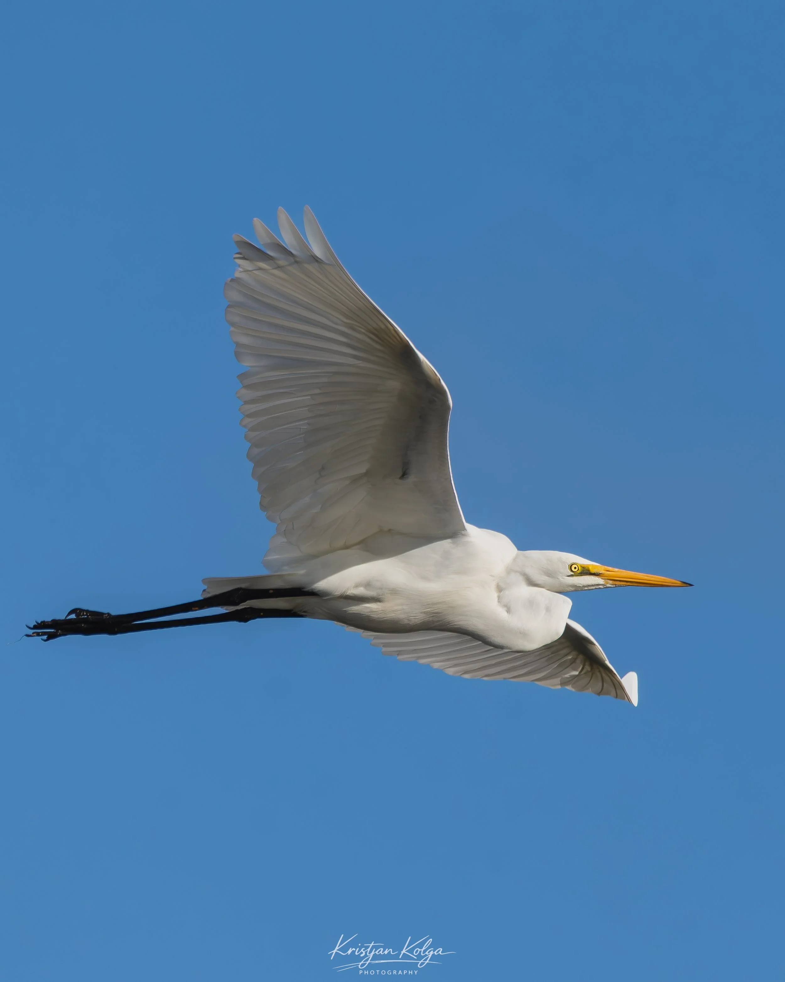 DSC_0132.jpg