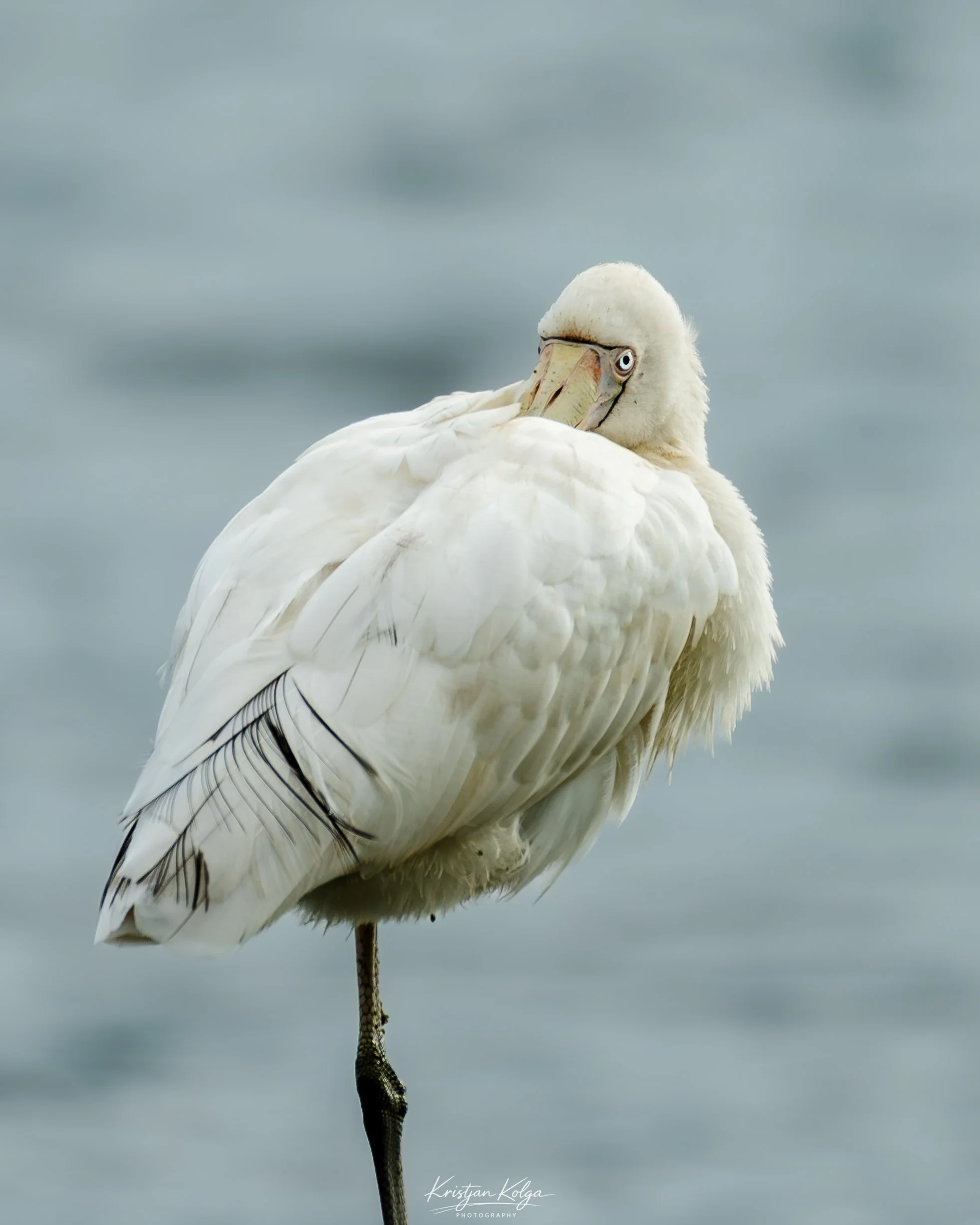 DSC_0629.jpg