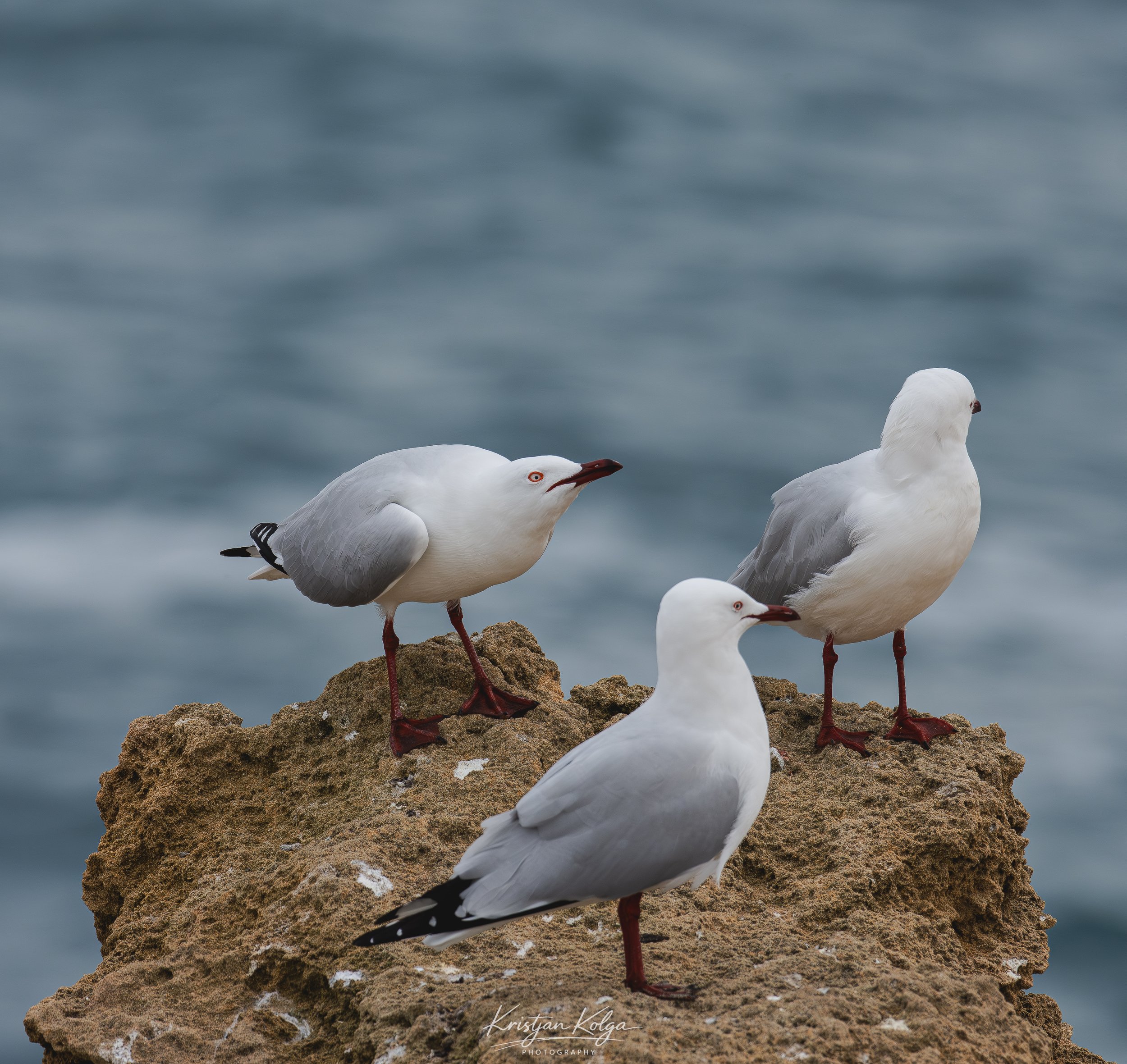 DSC_0563.jpg