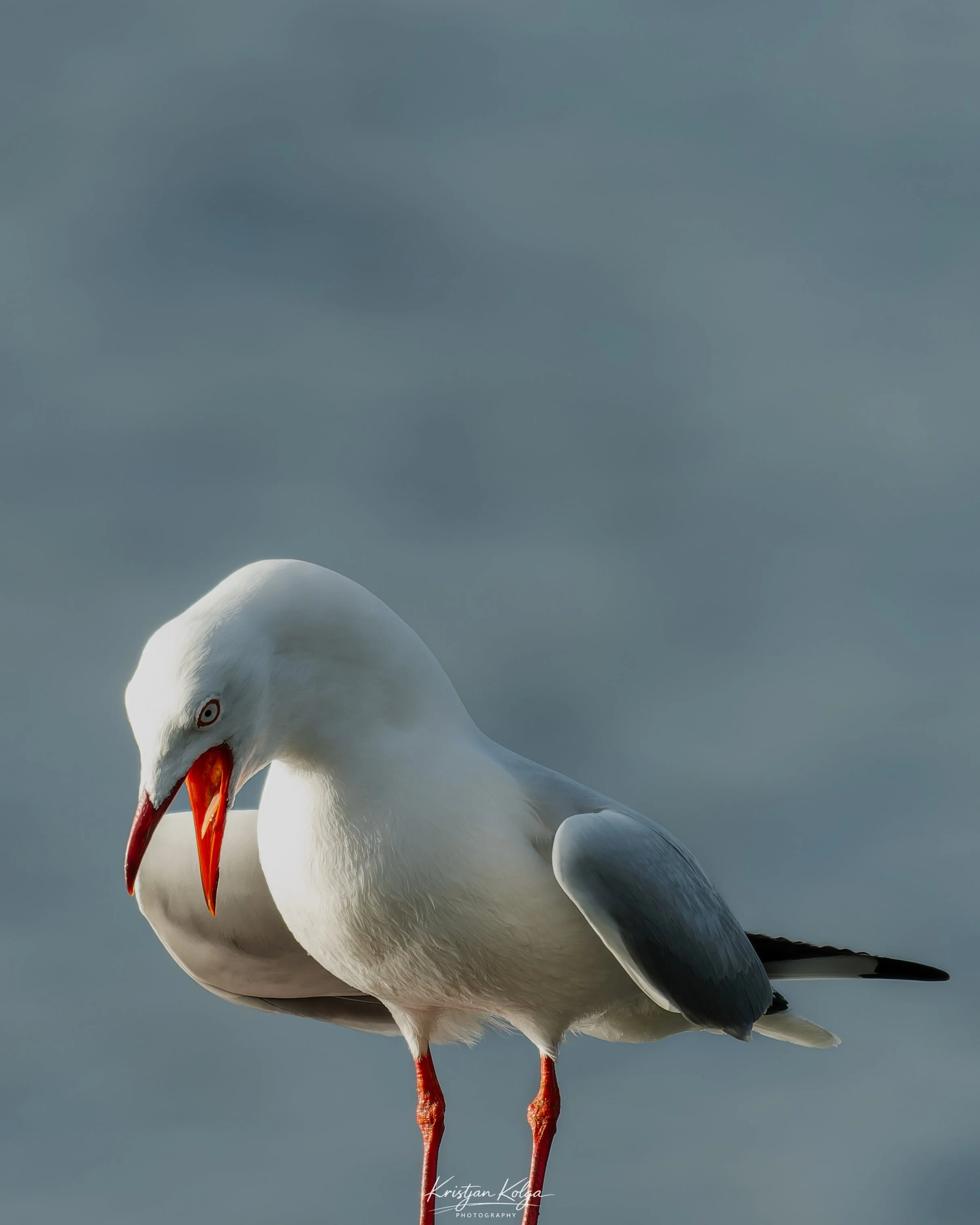 DSC_0563-DxO_DeepPRIME XD3.jpg
