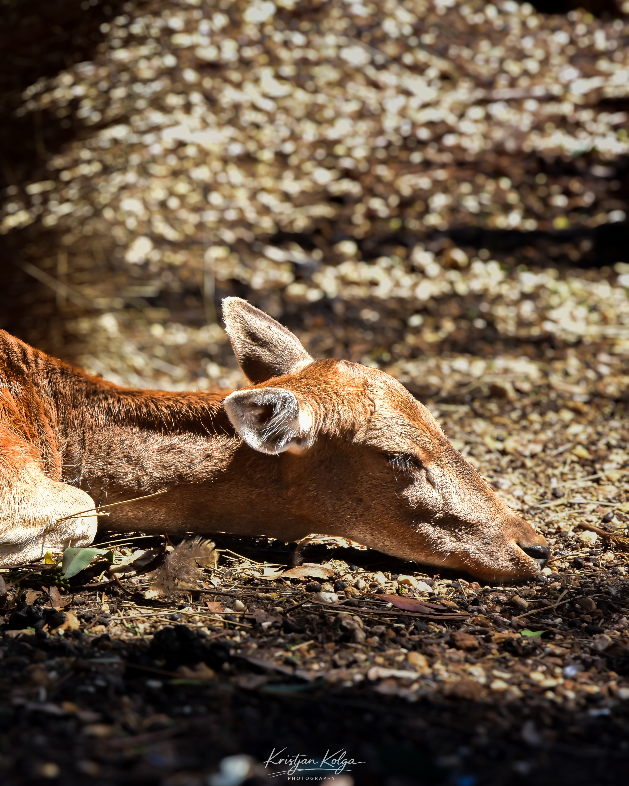 DSC_8714-2.png