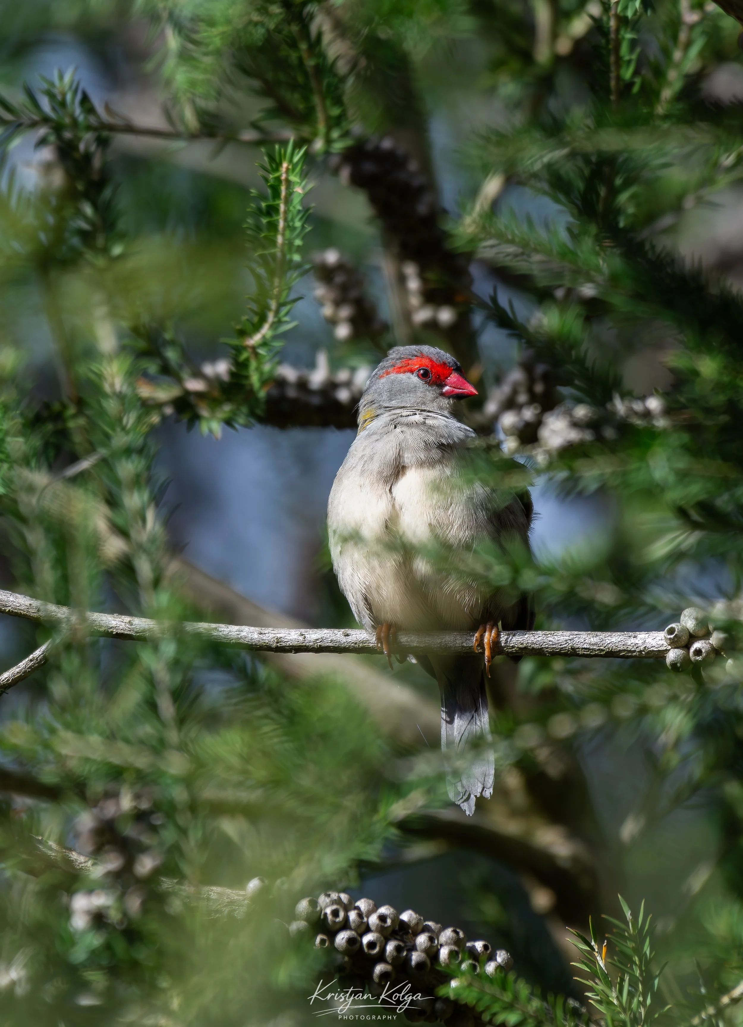 DSC_9748-Enhanced-NR.jpg