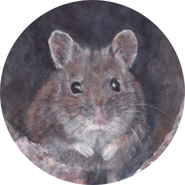 Pip