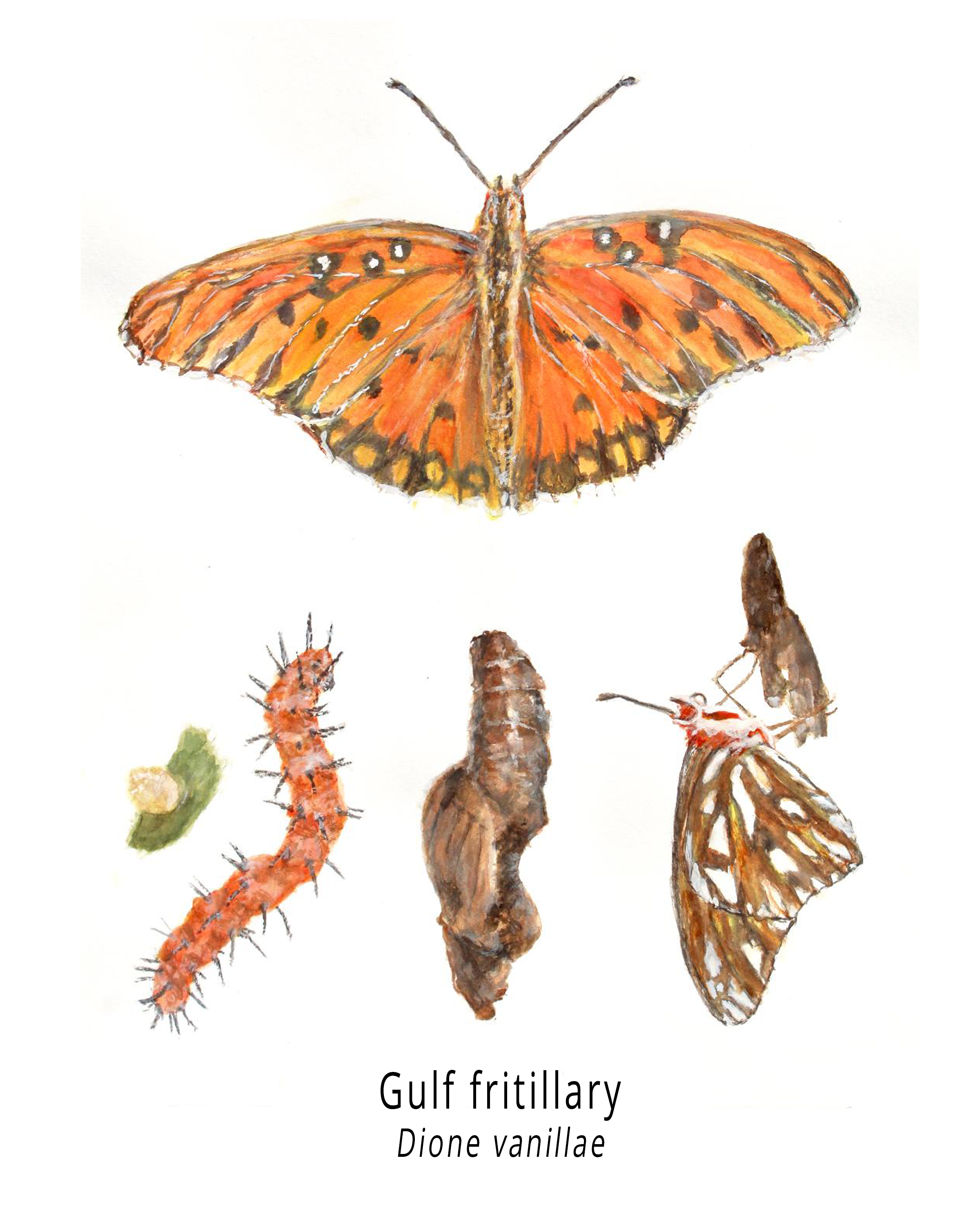 a watercolor painting of the life cycle of the gulf fritillary butterfly, including the butterfly, the caterpillar, the egg on a leaf, and the chrysalis.