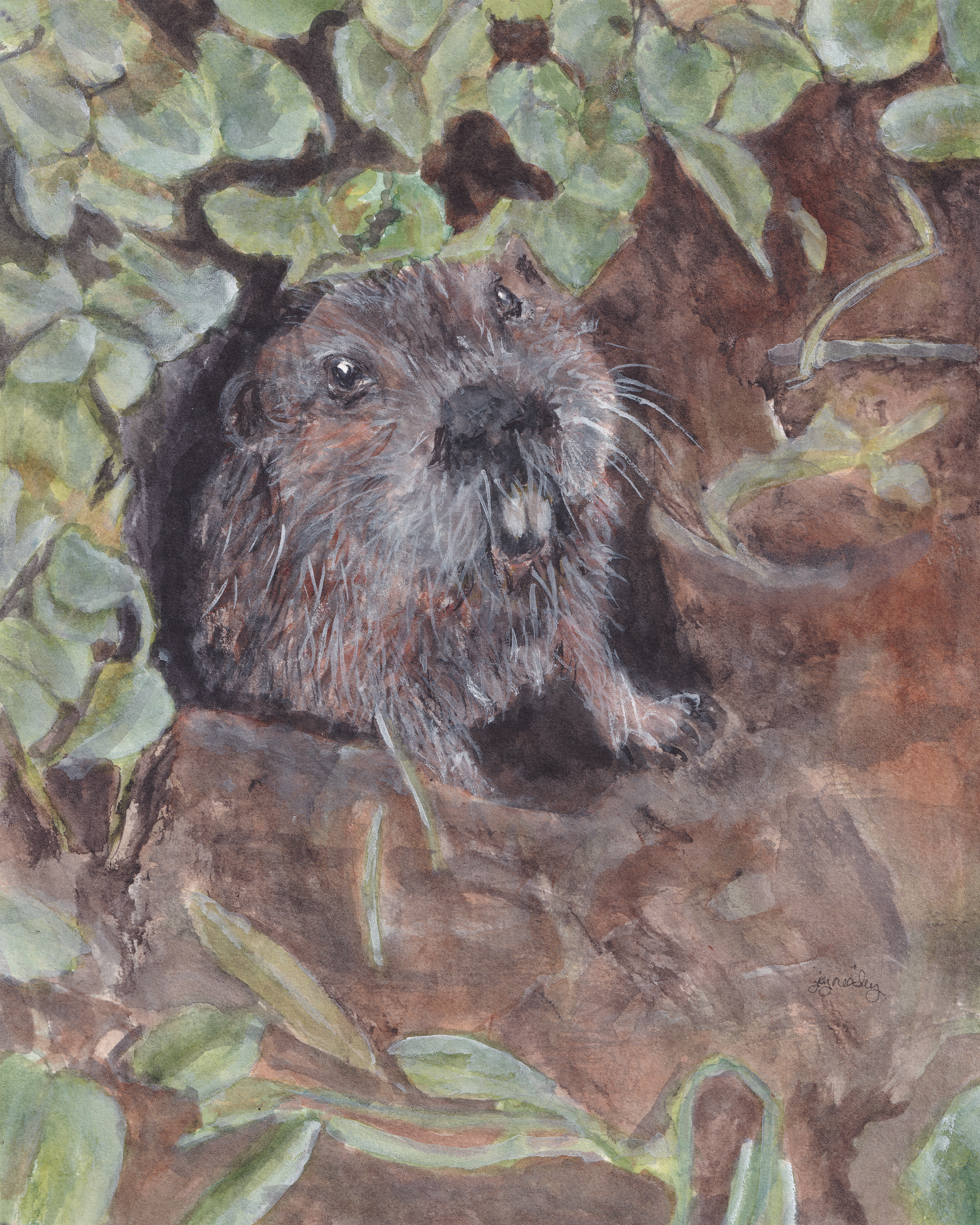 watercolor painting of a pocket gopher peeking out of its den.