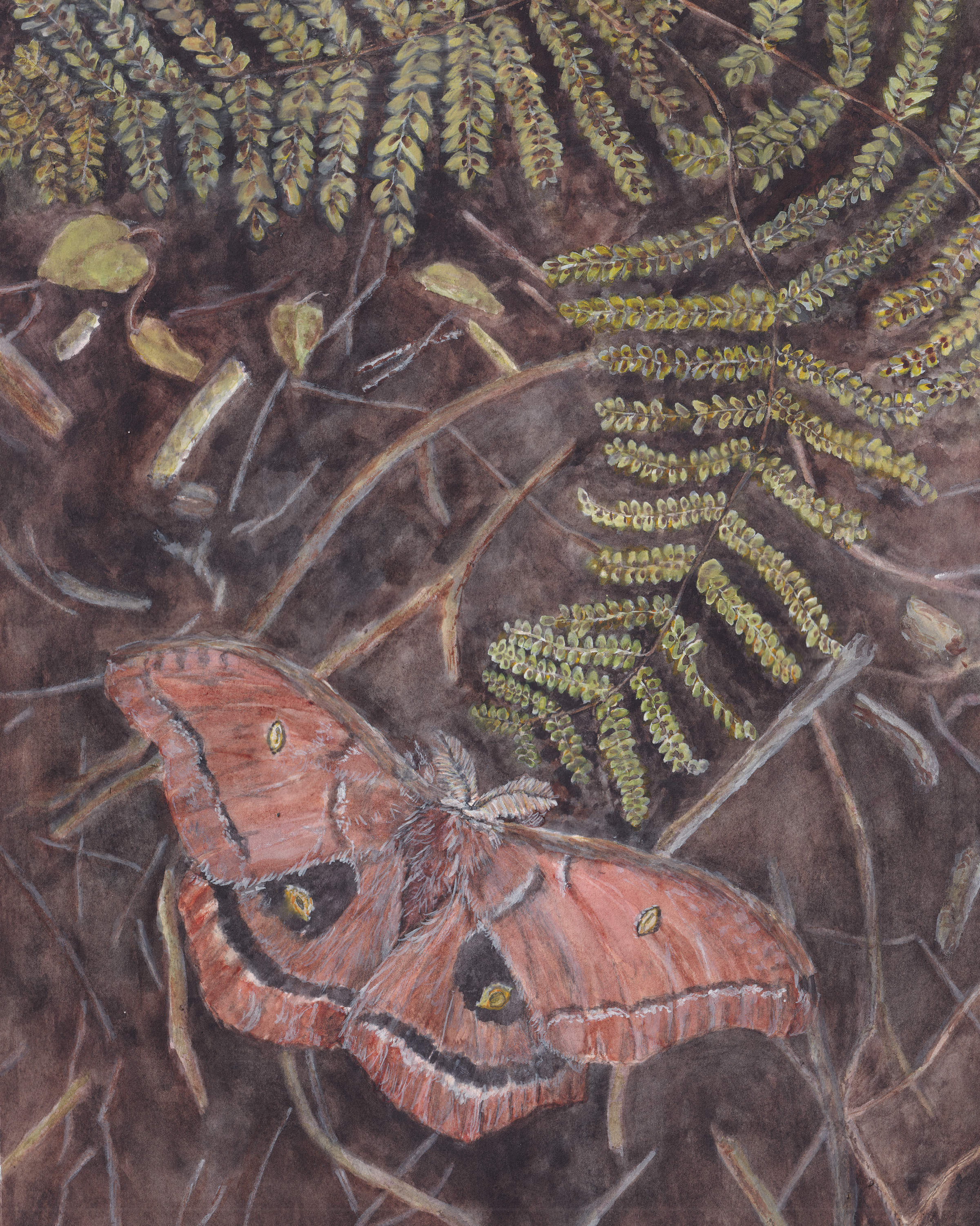 watercolor painting of a polyphemus moth on the woodland floor among broken branches, a few leaves, and fern fronds