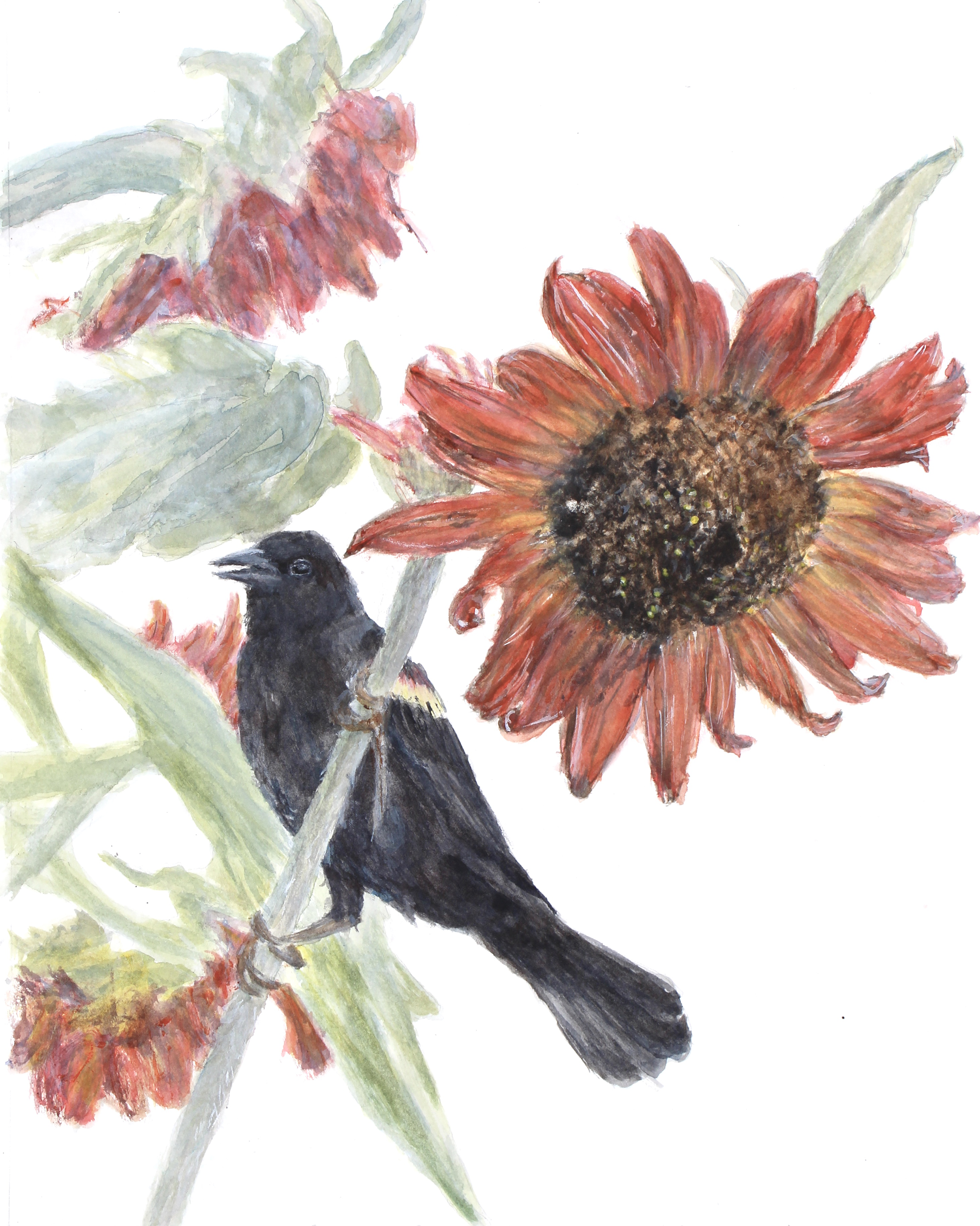 watercolor painting of a red-winged blackbird sitting in red sunflowers