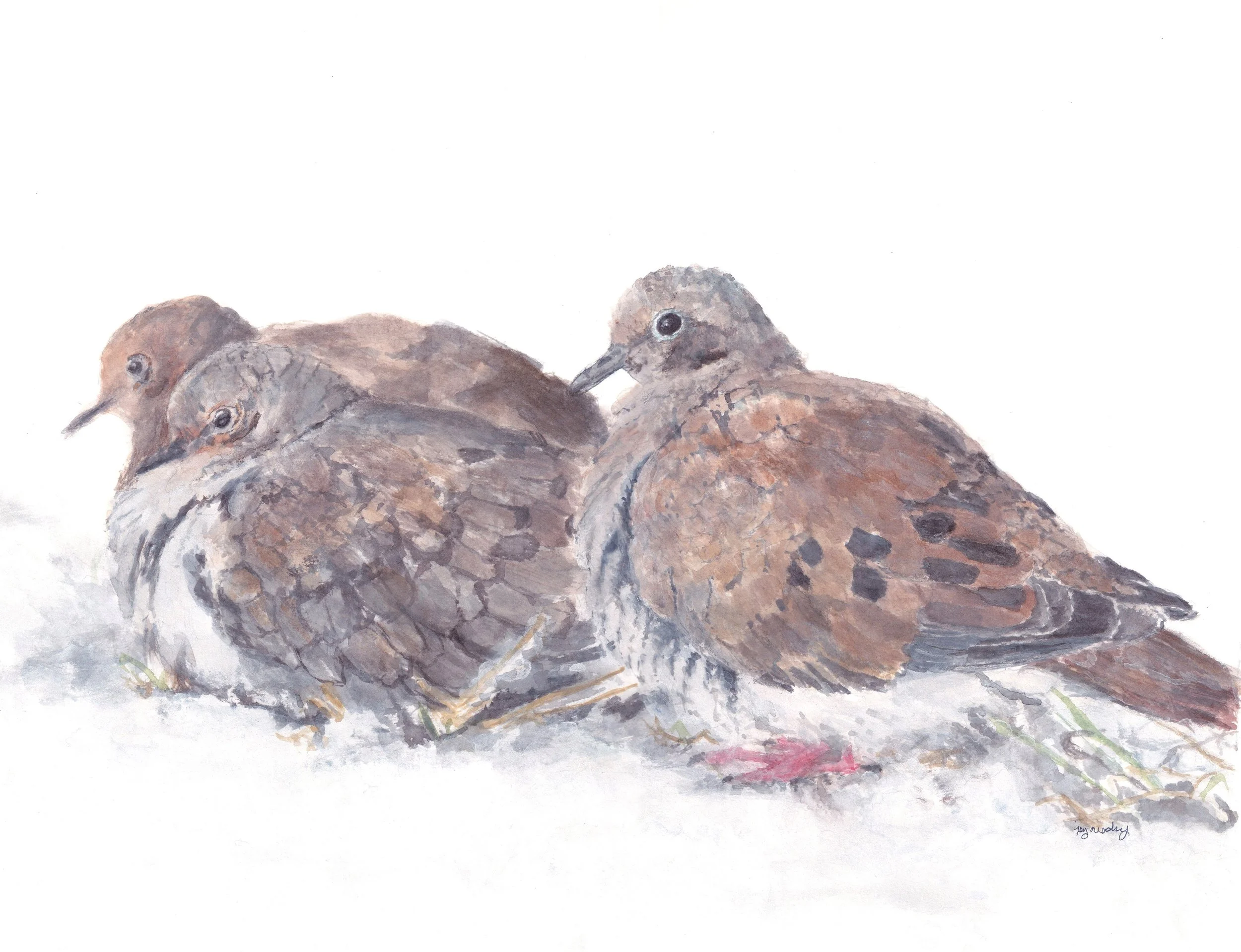 Winter Doves