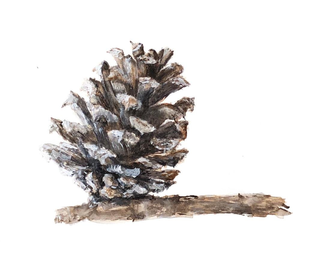 Pinecone Collection