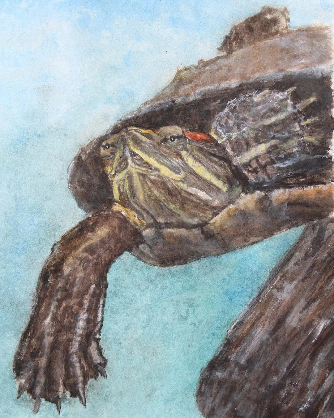 watercolor painting of a red-eared slider swimming