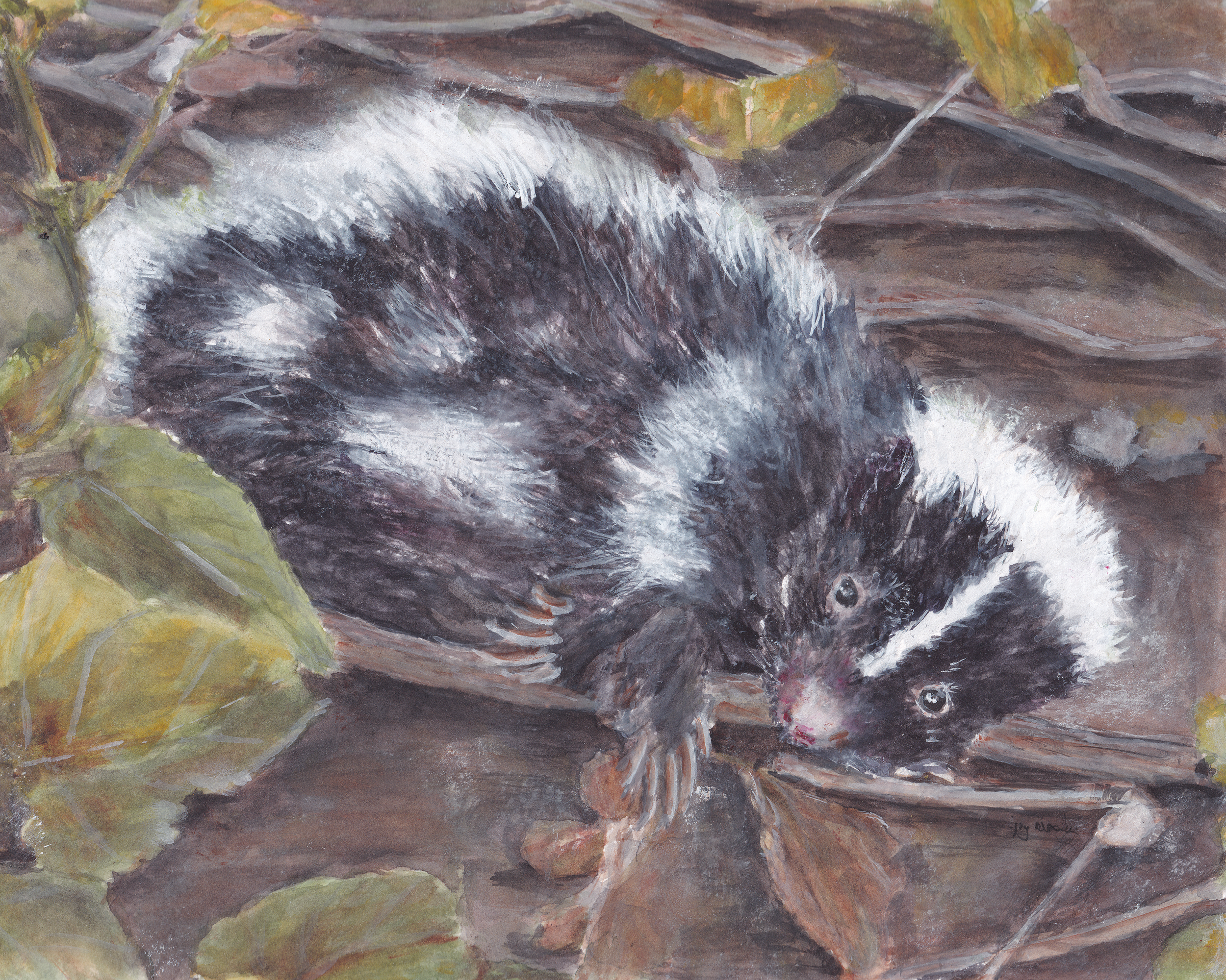 watercolor painting of a young white-striped skink rolling in the sticks and leaves of the forest floor