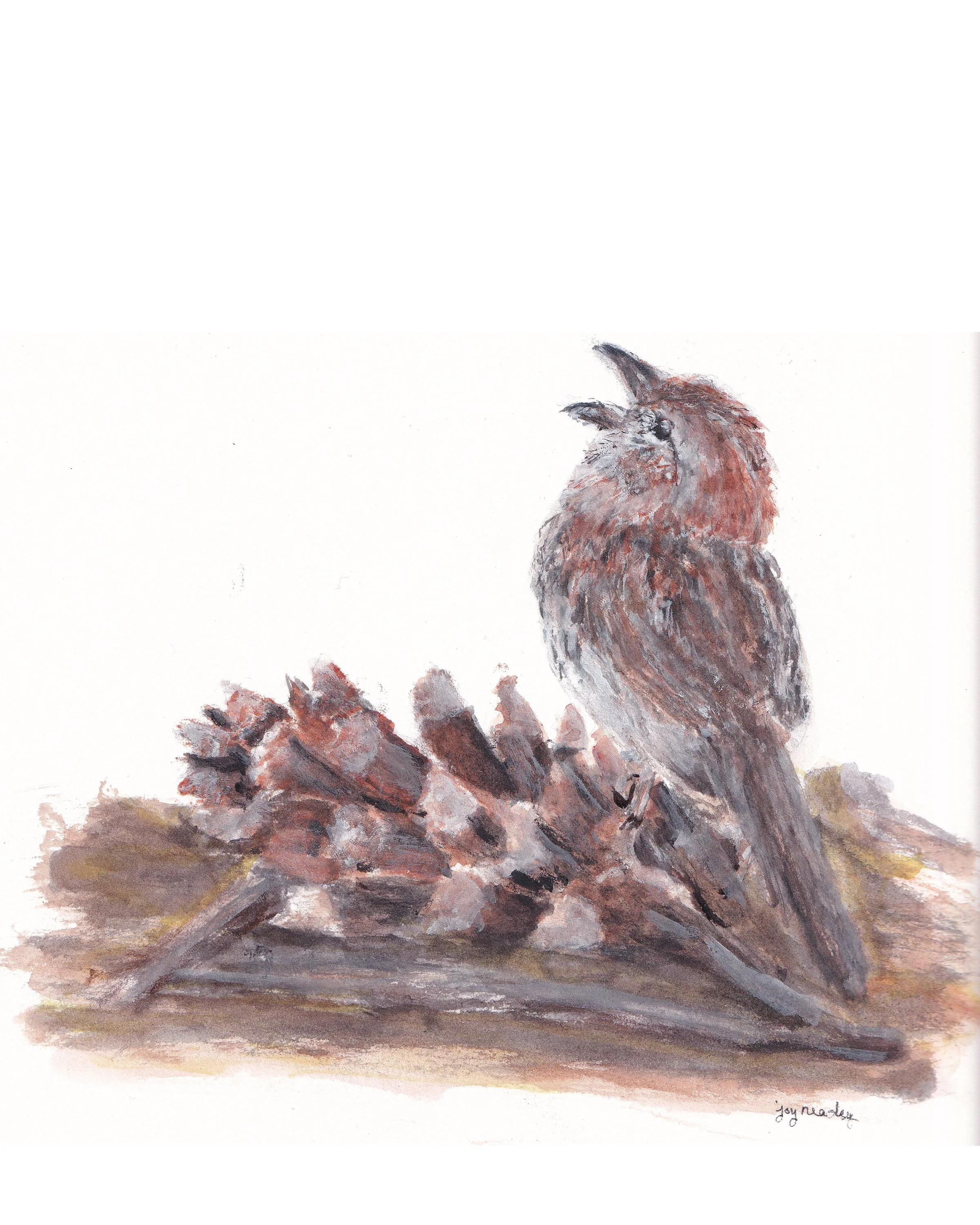 Watercolor painting of a bachman's sparrow singing and standing on a pinecone and sticks