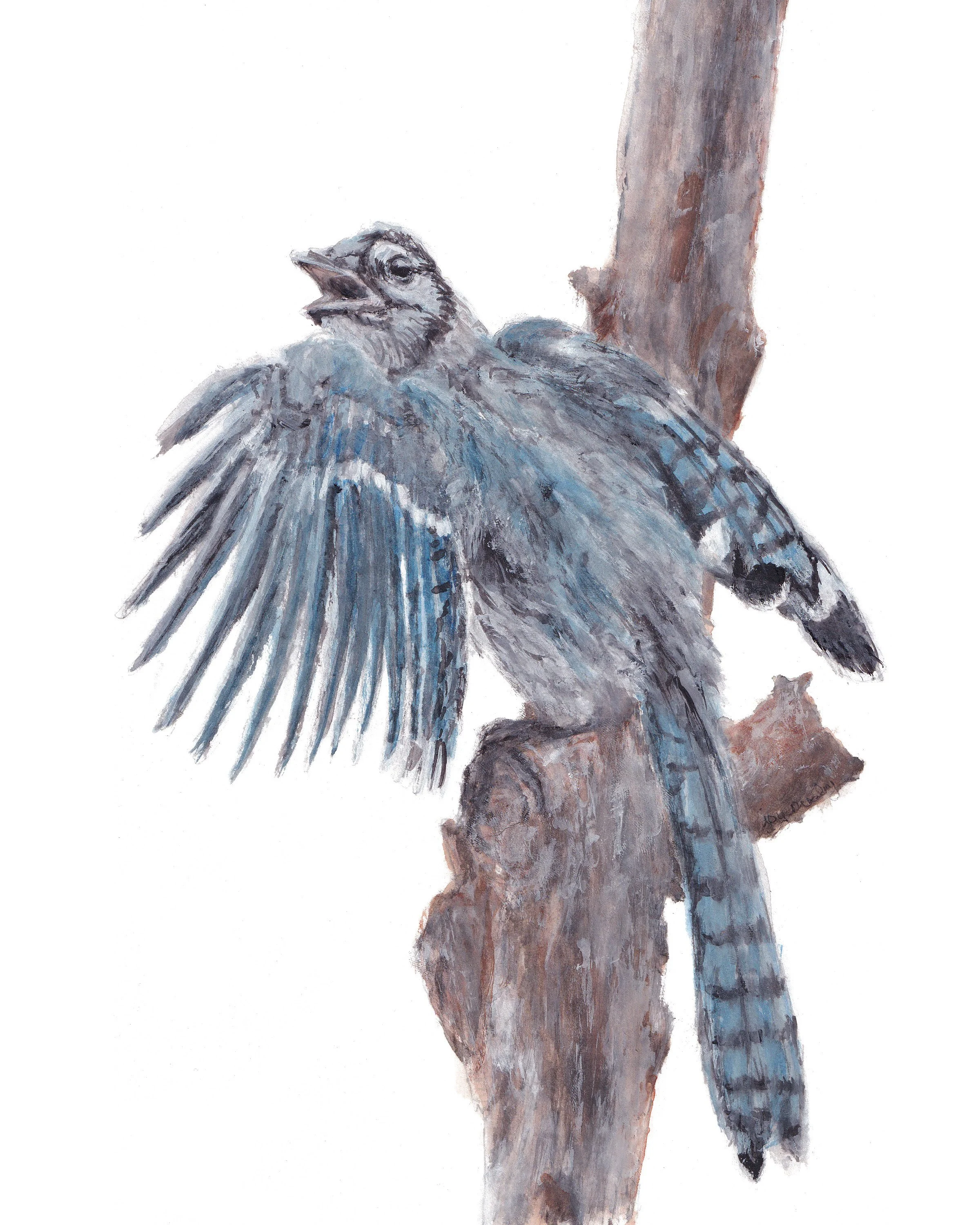 watercolor painting of a blue jay squawking on a tree branch