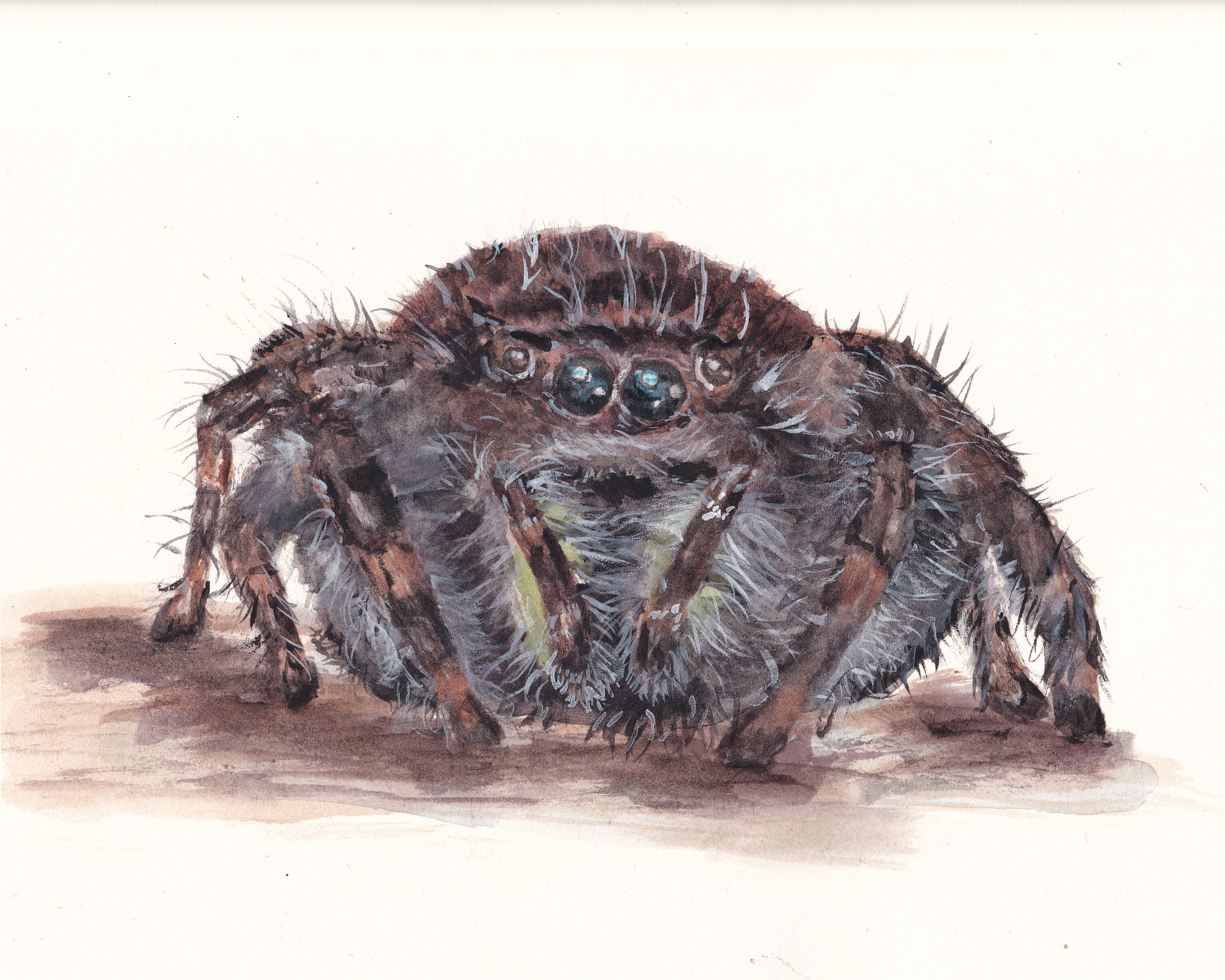 watercolor painting of a jumping spider