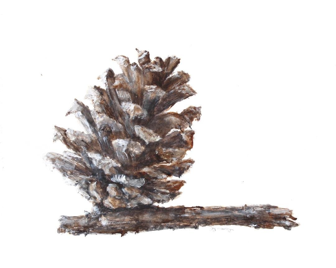 watercolor painting of a pinecone attached to a branch of a virginia pine tree