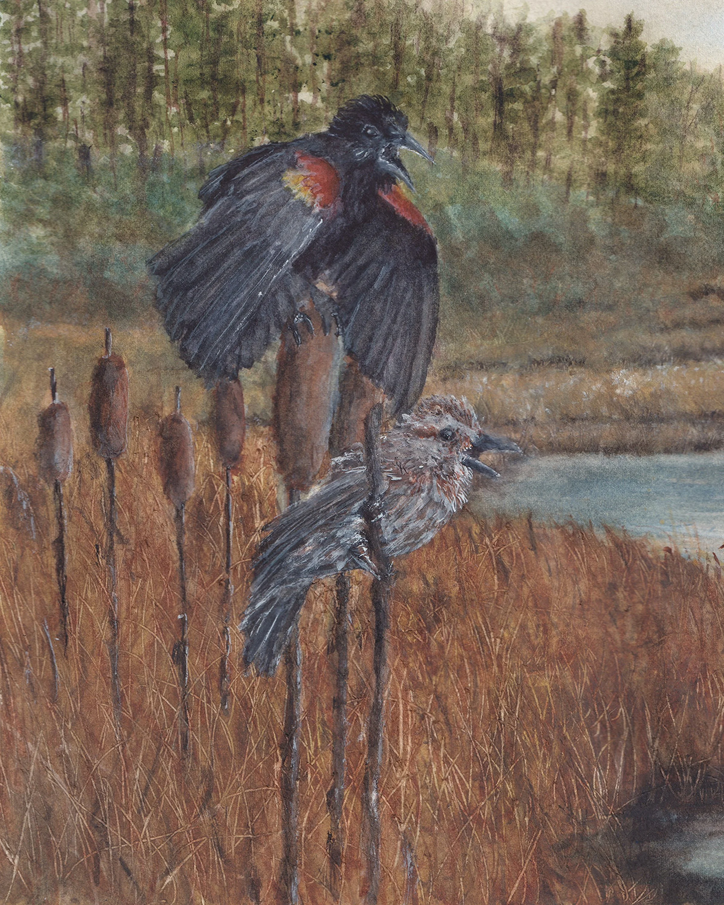 watercolor painting of a marsh with a. male and female red-winged blackbird pair singing on top of cattails along a river in the marsh.