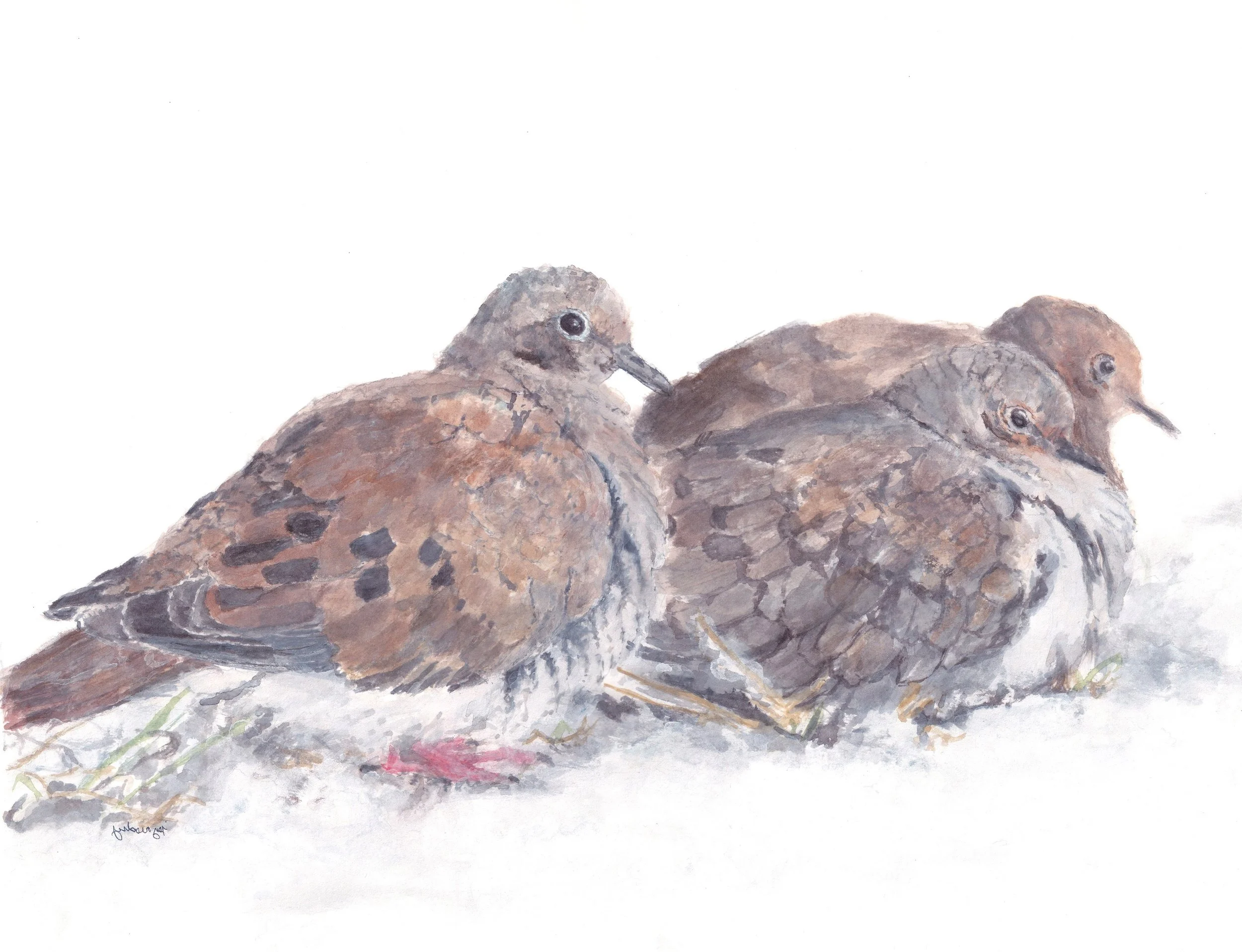 watercolor painting of three mourning doves foraging in the snow