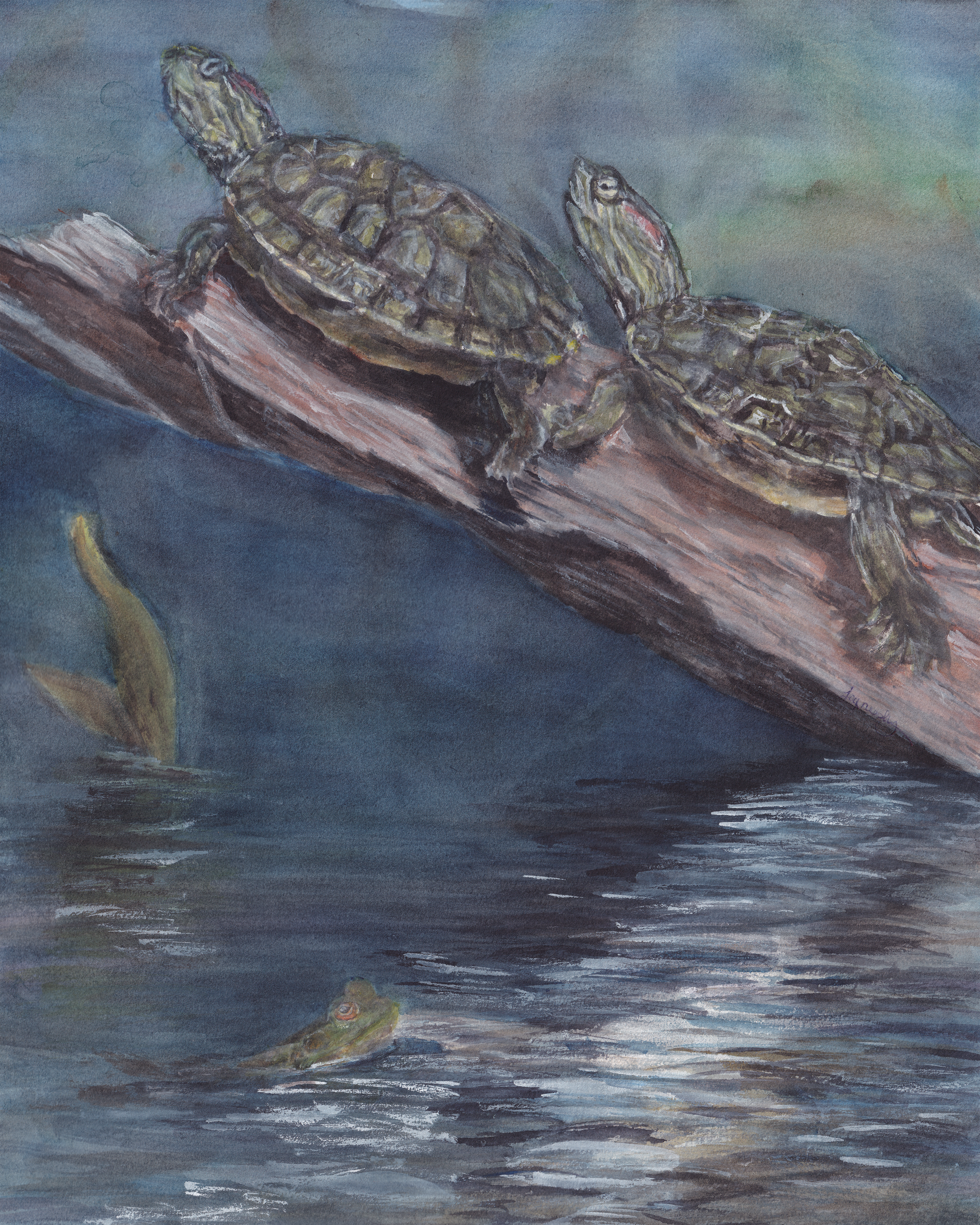 watercolor painting of two red-eared sliders (turtles) basking in the sun on a log while a bullfrog swims below