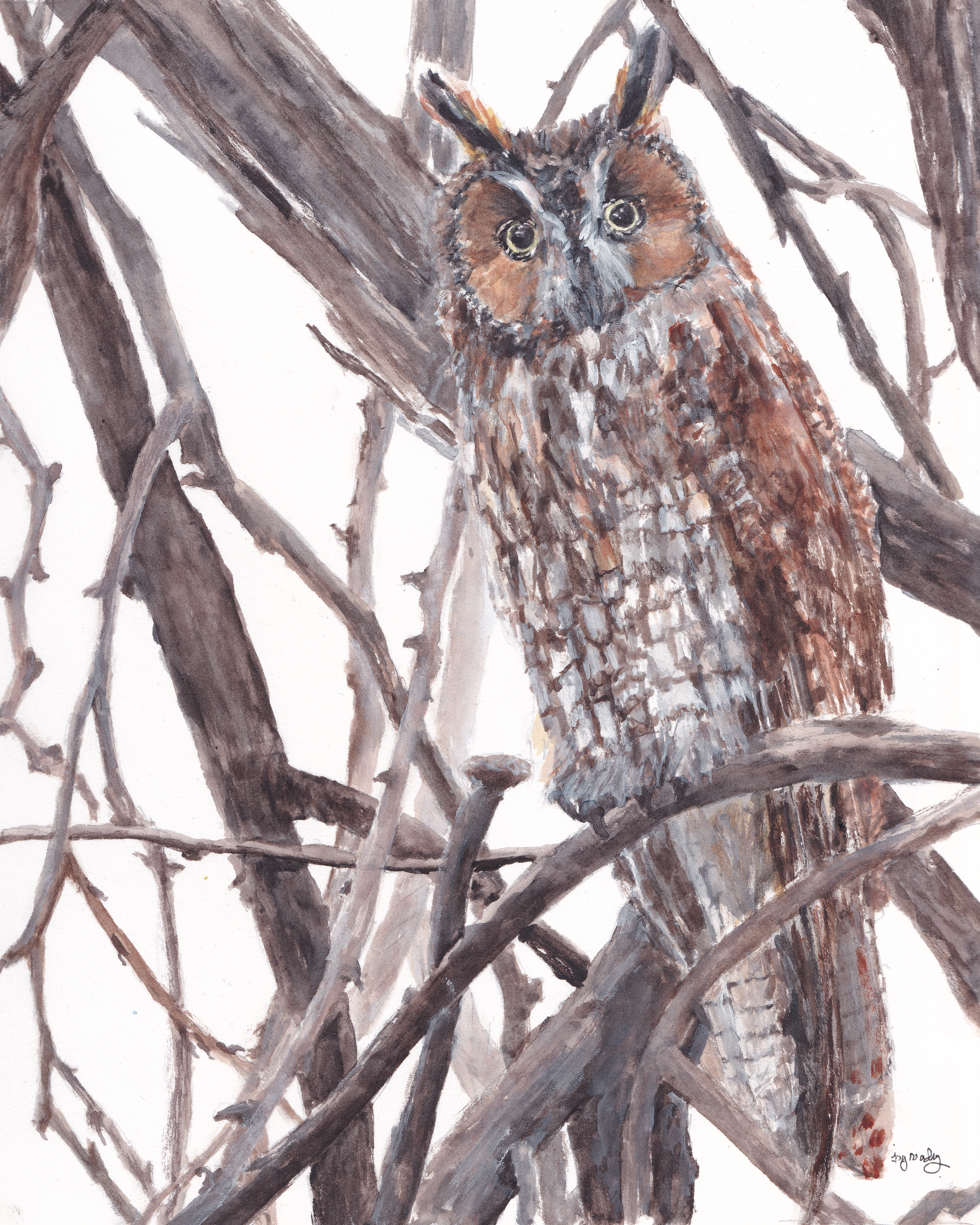 watercolor painting of a long-eared owl in the branches of a winter tree