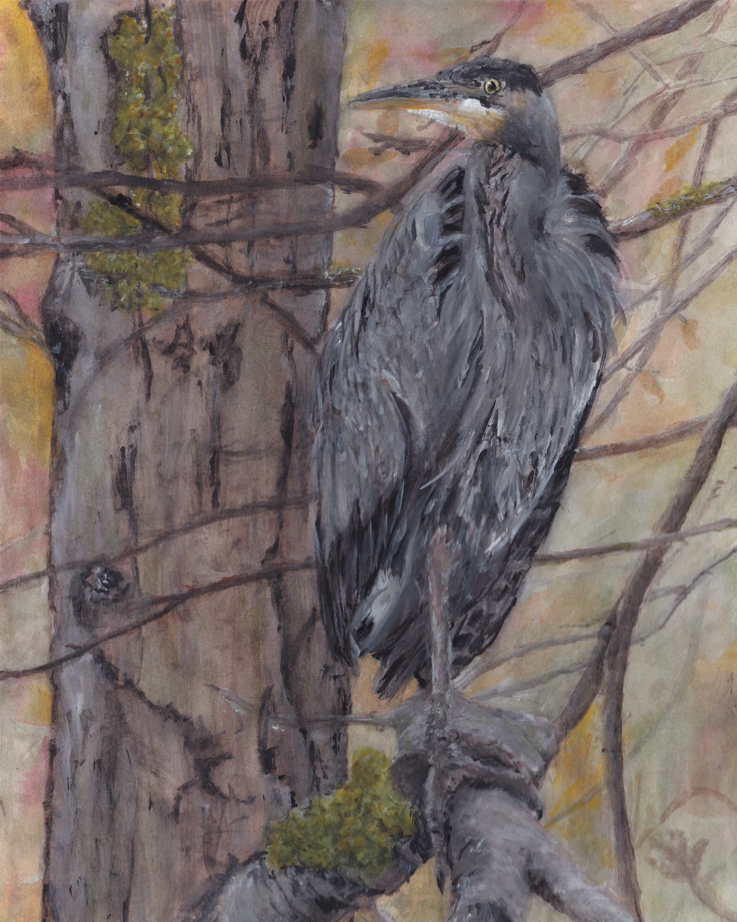 Great Blue Heron in fall background