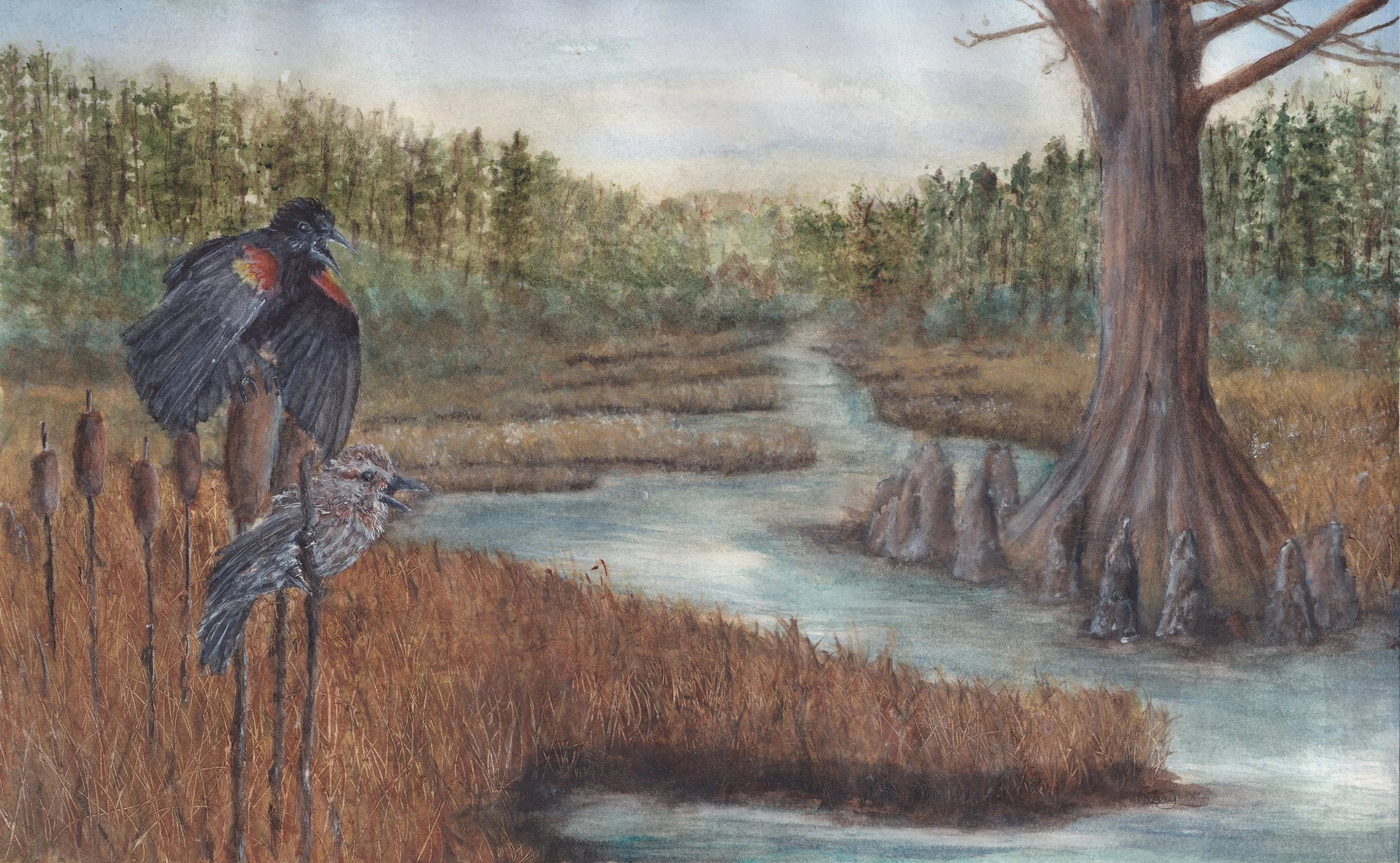Image of Redwing Blackbird pair singing in early spring in a woodland marsh off the river