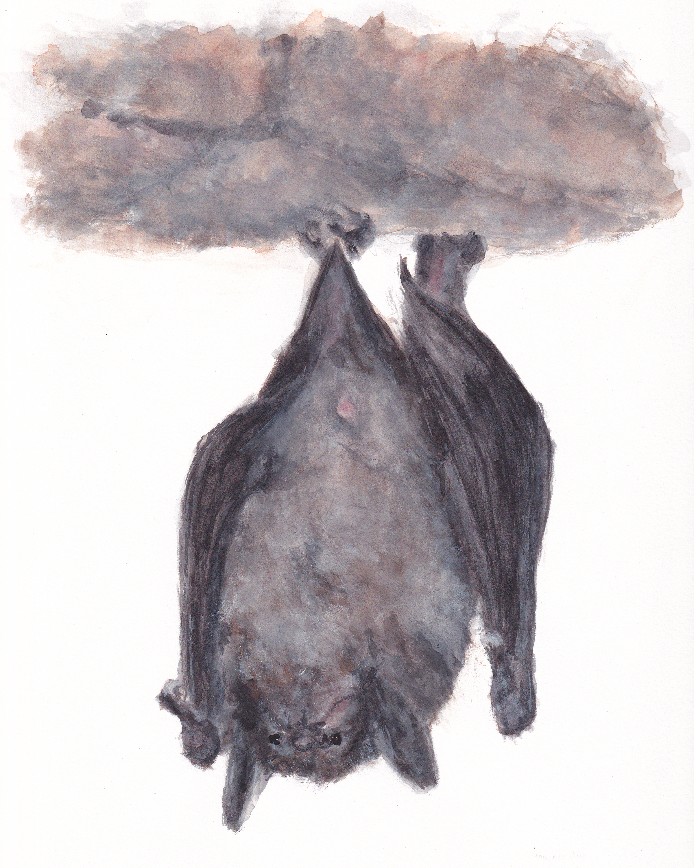 watercolor portrait of a gray bat hanging from cave roof