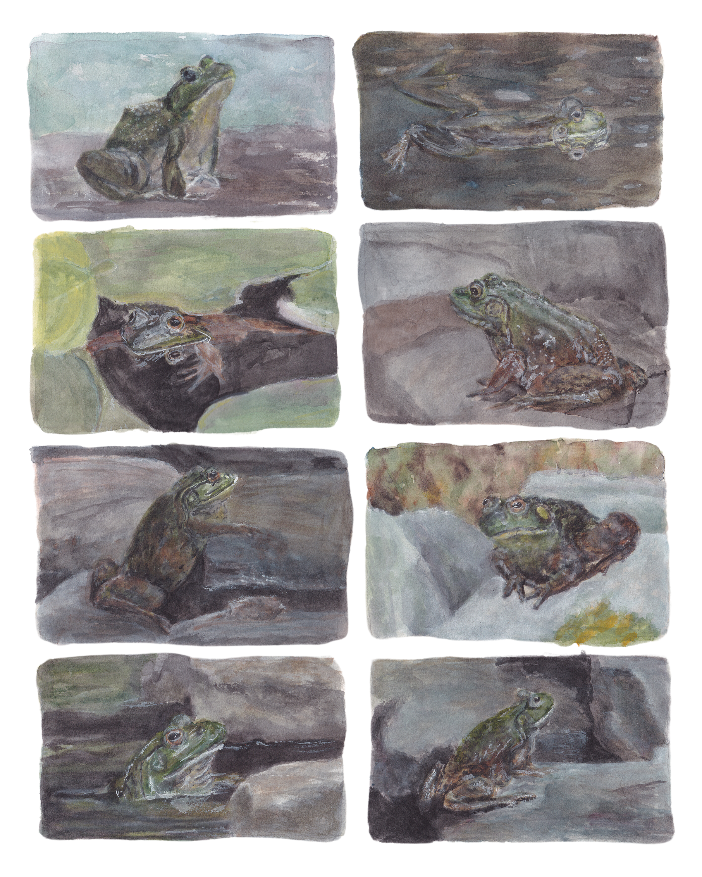 Many poses painted in watercolor of a bullfrog from the side of a river