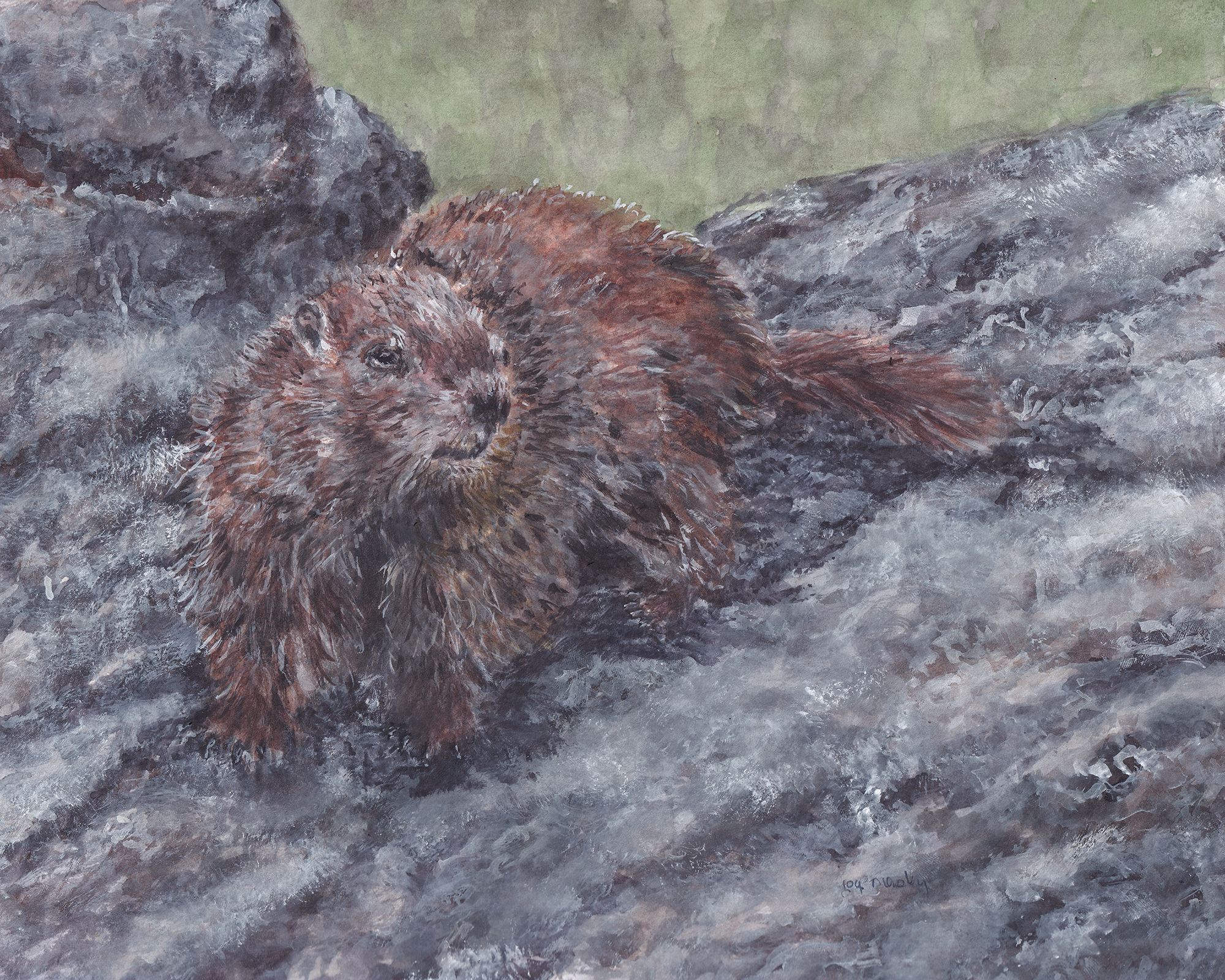 watercolor painting of a groundhog in graphite glades