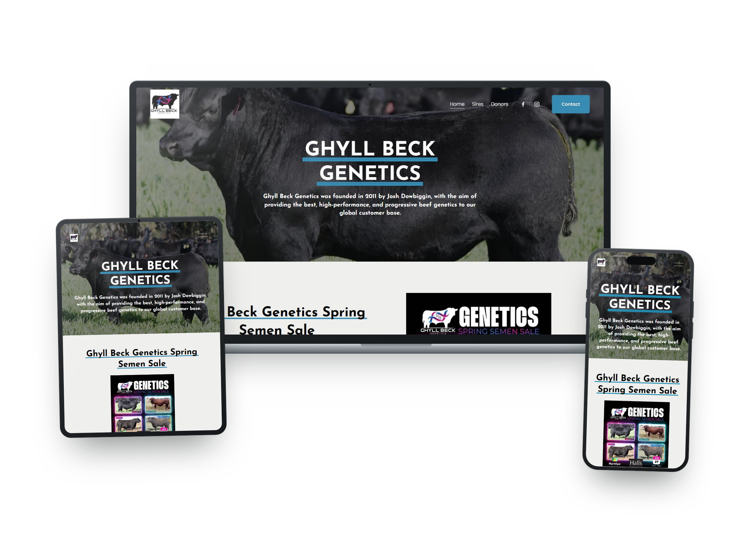 Screenshot einer Webseite für Ghyll Beck Genetics, die bei verschiedenen Geräten angezeigt wird. Die Seite zeigt ein schwarzes Rindvieh mit grauem Kopf, das auf einer grünen Wiese steht. Über die Webseite sind Navigationslinks und ein Kontaktbutton s