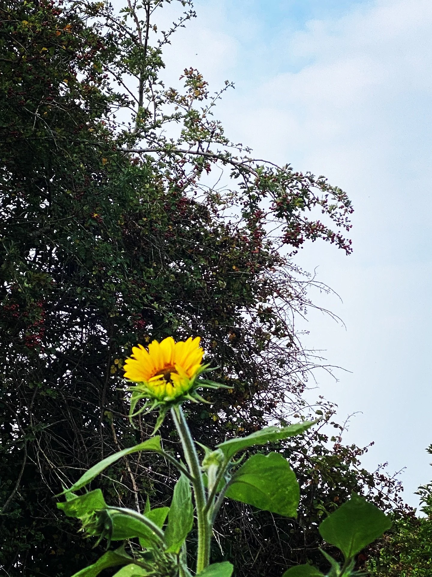 Enjoying the summer in little ways, it&rsquo;s been a big change for me over the past two months with Monty. But the tomato&rsquo;s, the growth and the anniversary&rsquo;s come thick and fast this time of year. Not to mention new guitars and ideas.

