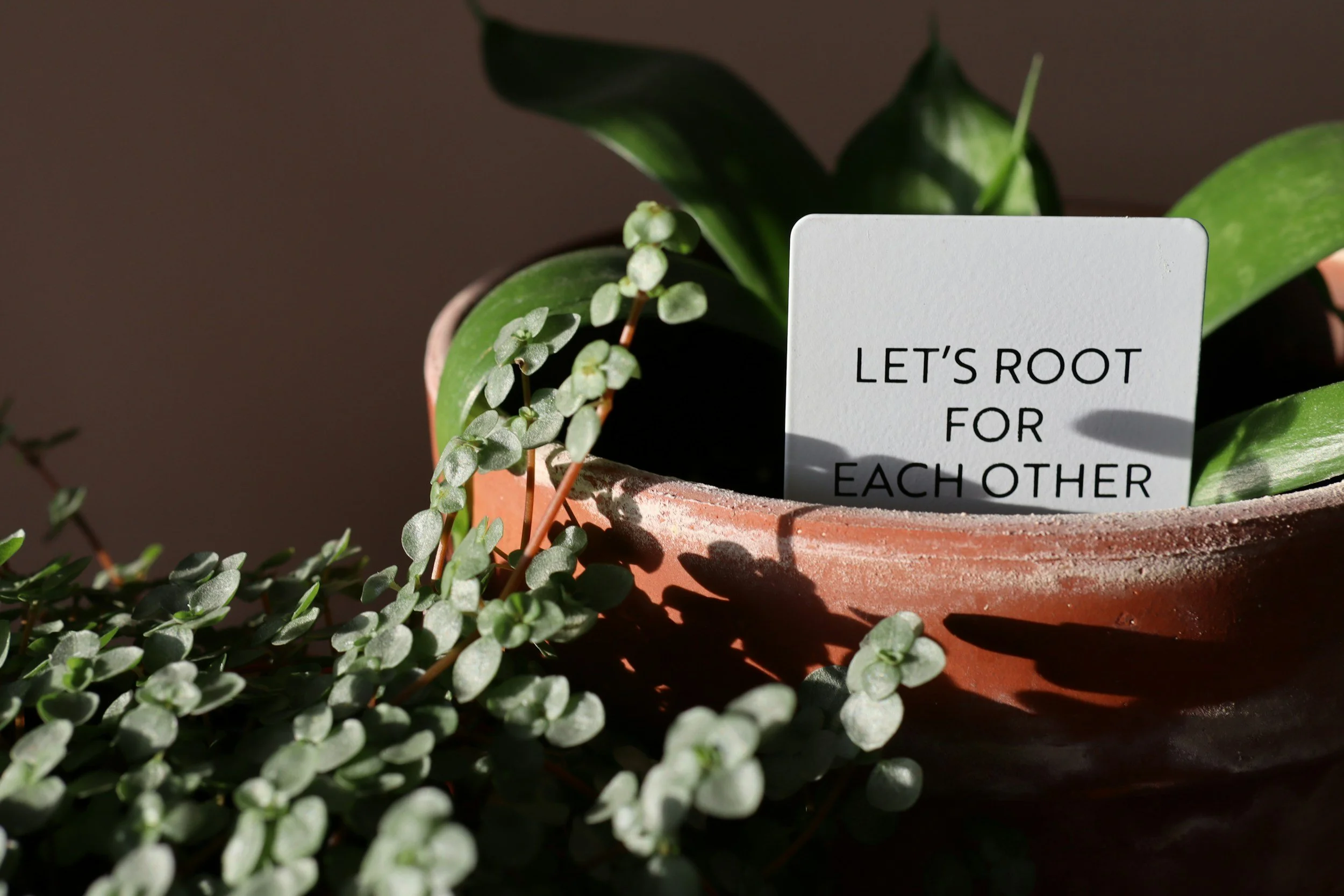 Potted plant with green leaves and a small white sign that reads 'Let's root for each other' surrounded by green foliage.